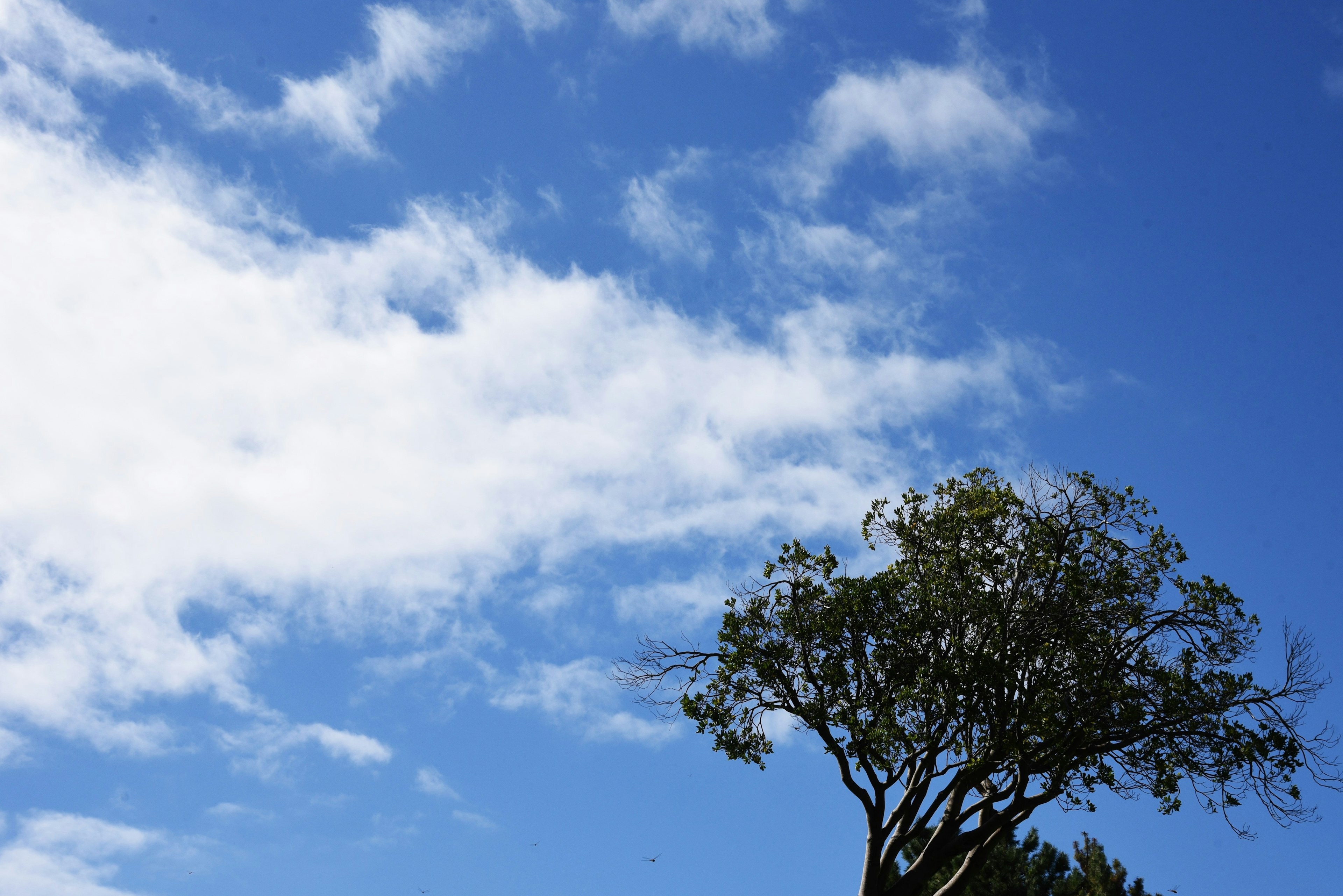 Silhouette of a tree against a blue sky with white clouds