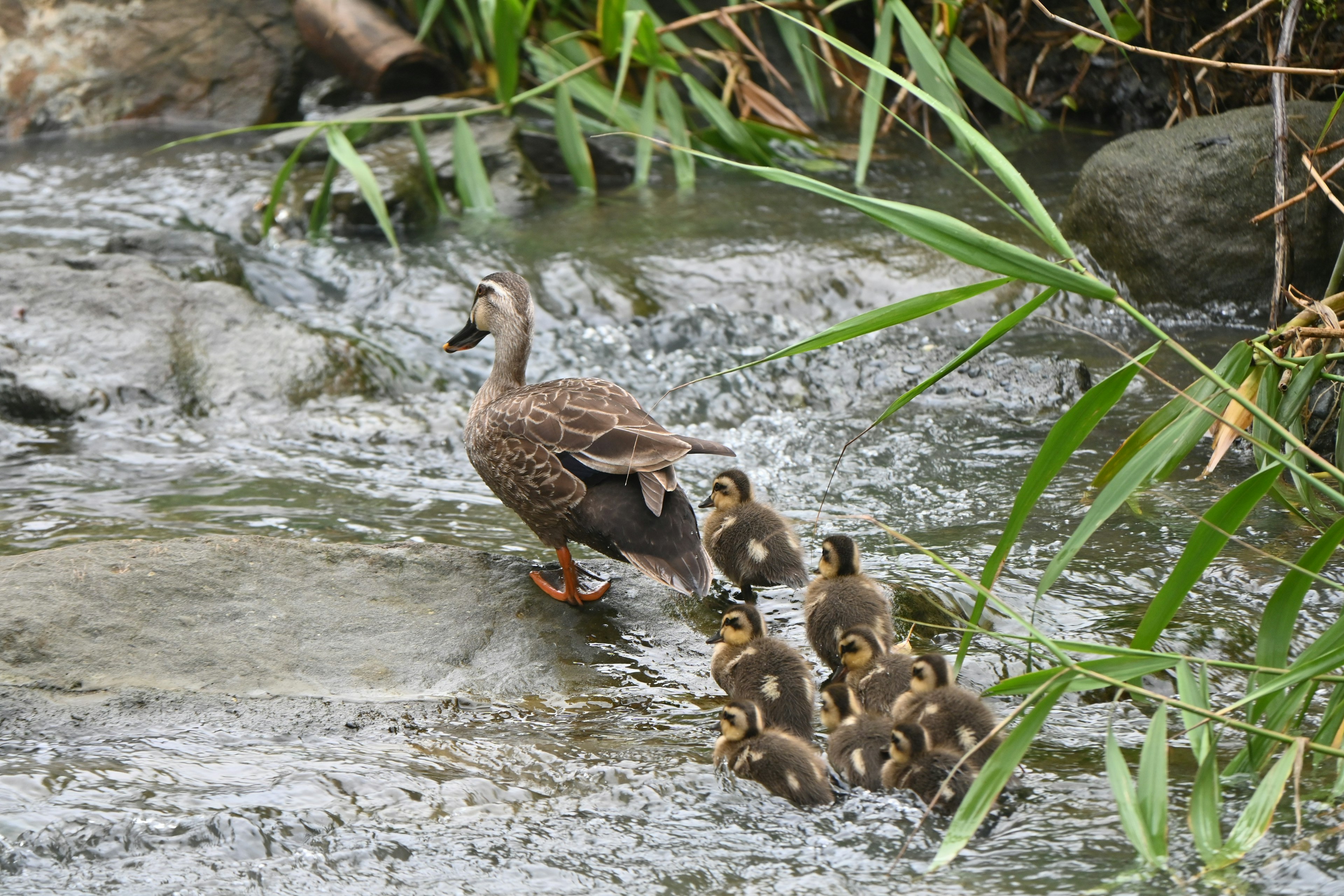 Induk bebek berjalan di aliran sungai dengan tujuh anak bebek di belakangnya