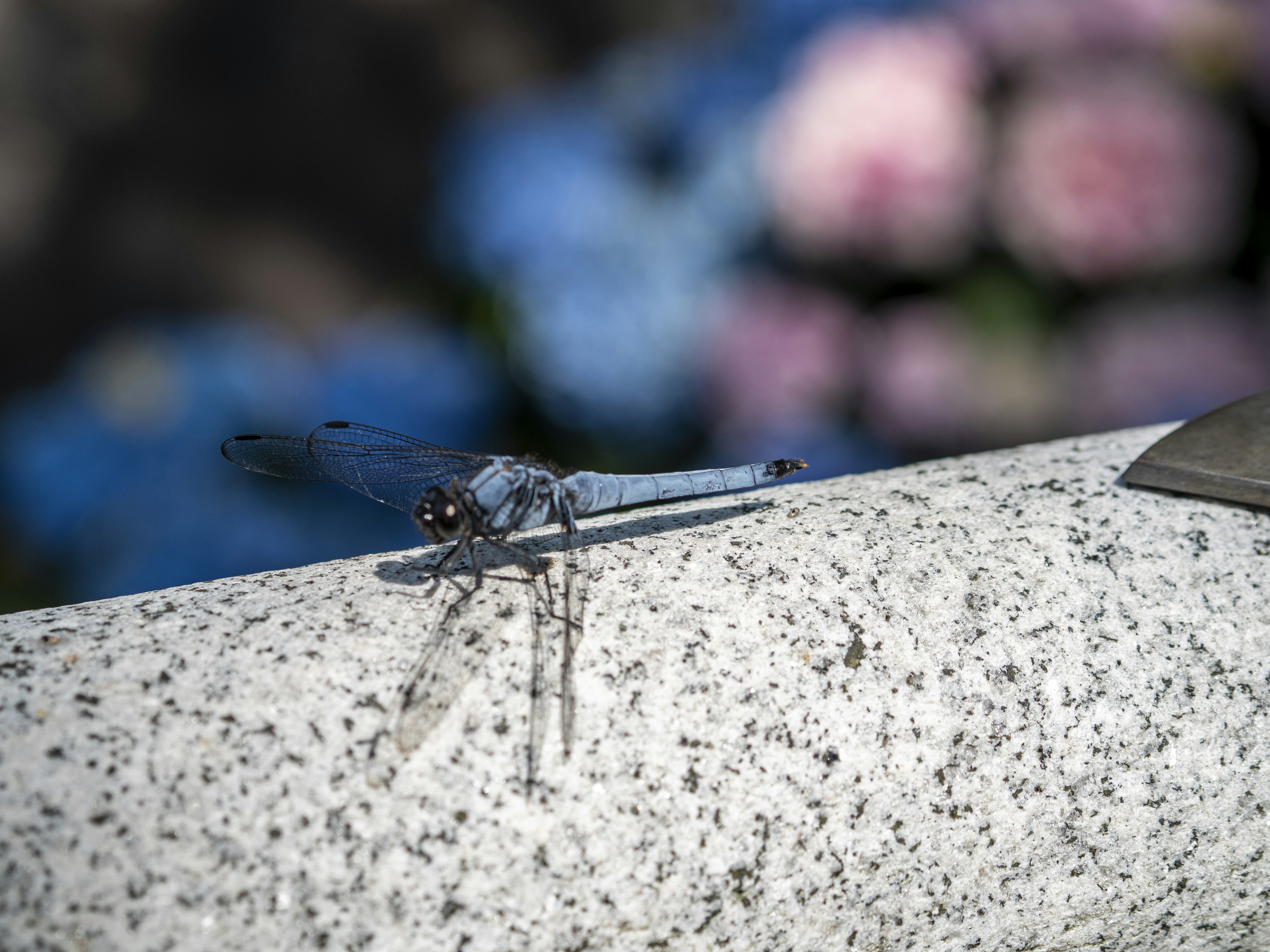 Una libélula azul descansando sobre una superficie de piedra con flores borrosas al fondo