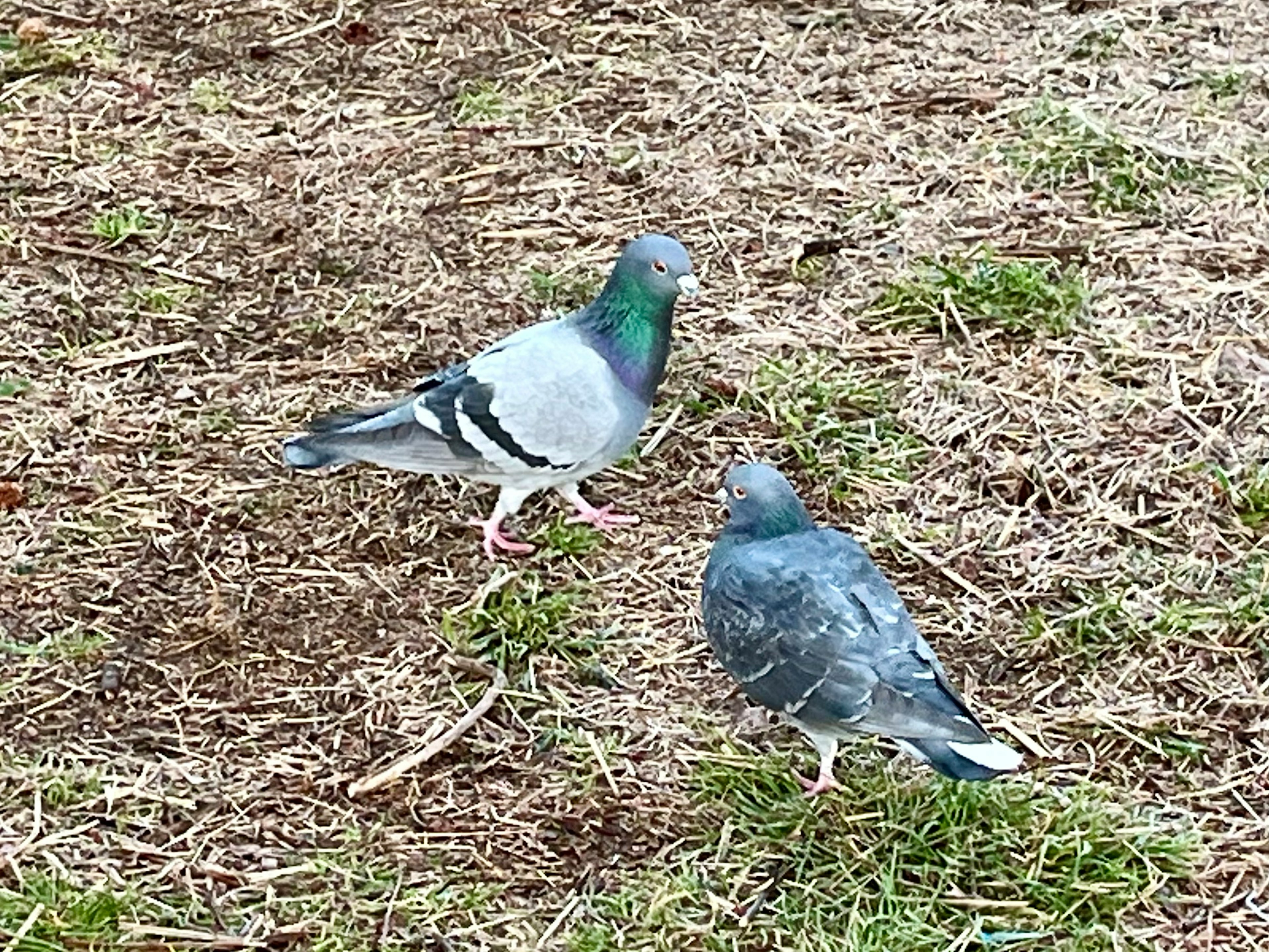 二羽の鳩が地面に立っている緑色の首を持つ鳩と灰色の鳩