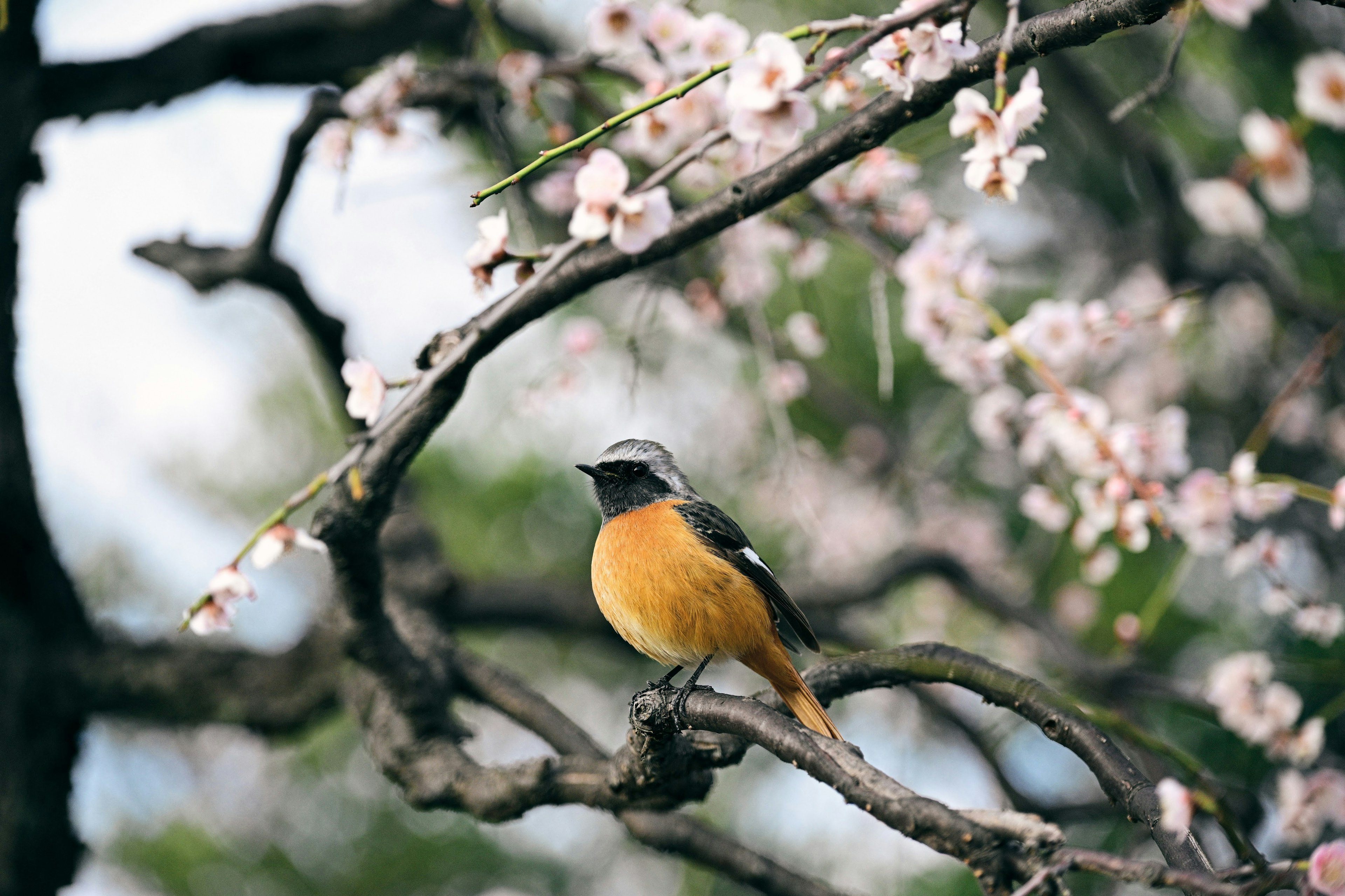 Burung oranye bertengger di cabang bunga sakura