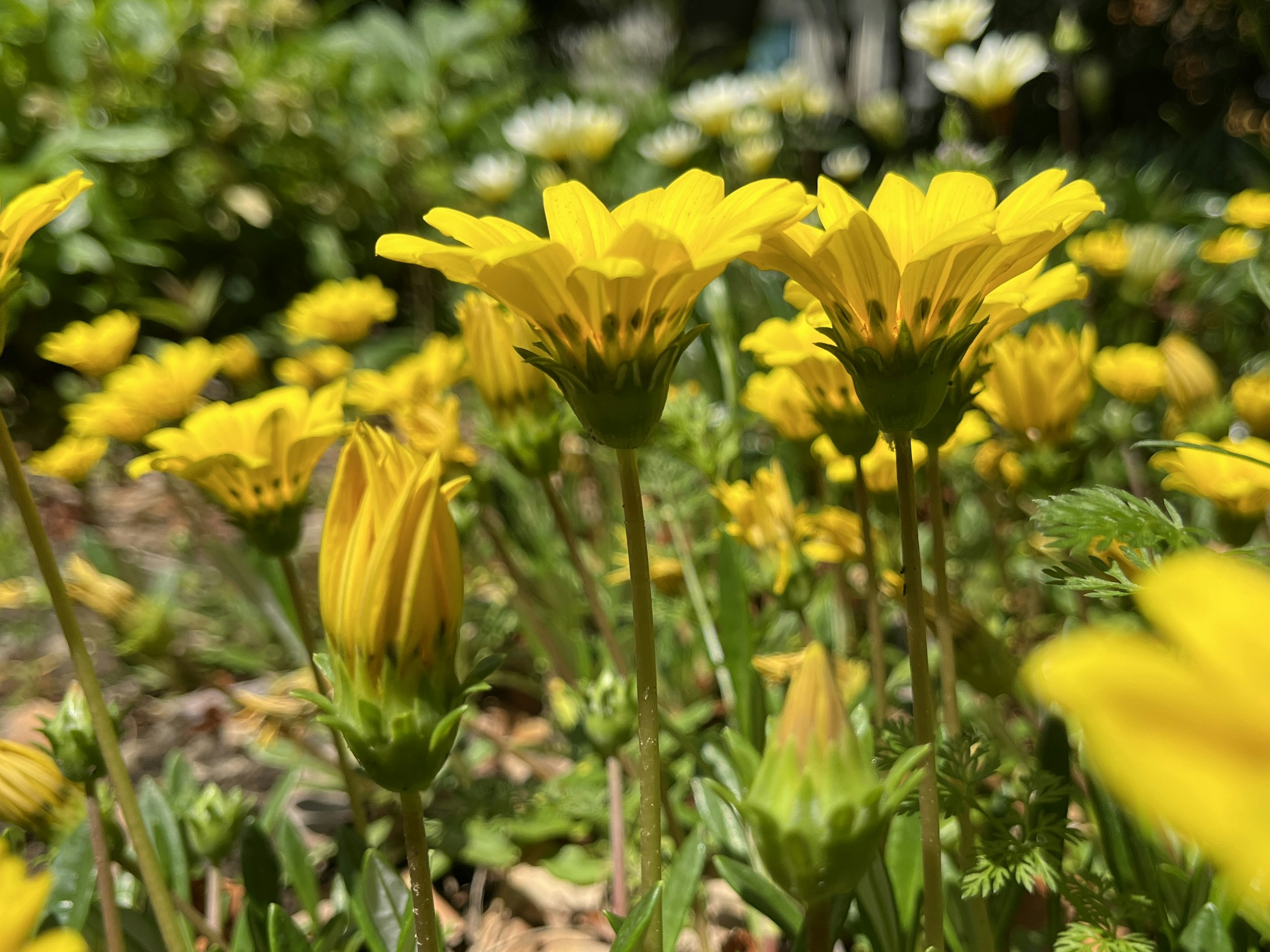 鮮やかな黄色の花々が咲いている庭の景色