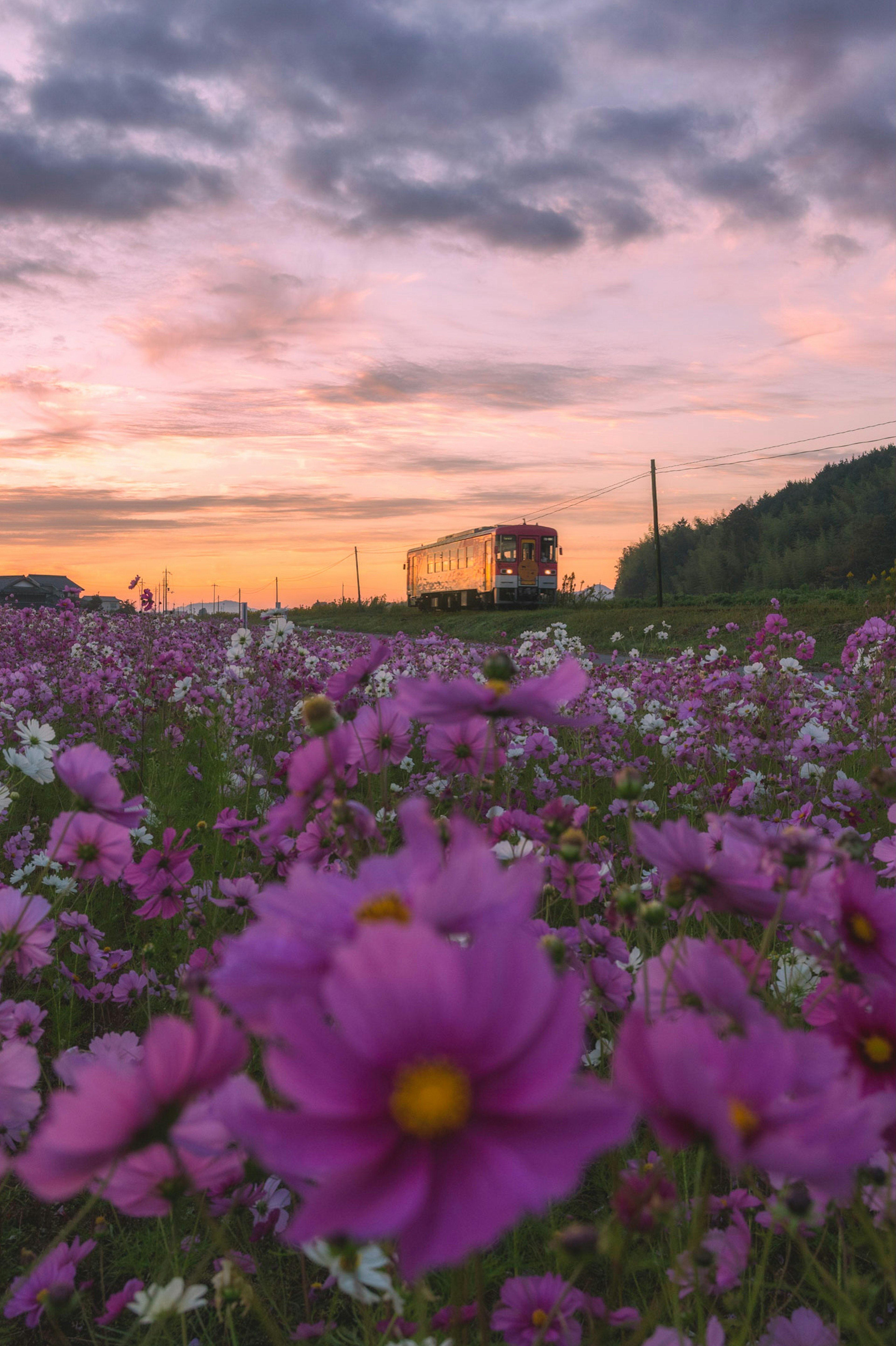 Un treno attraversa un campo vibrante di fiori cosmos sotto un cielo al tramonto