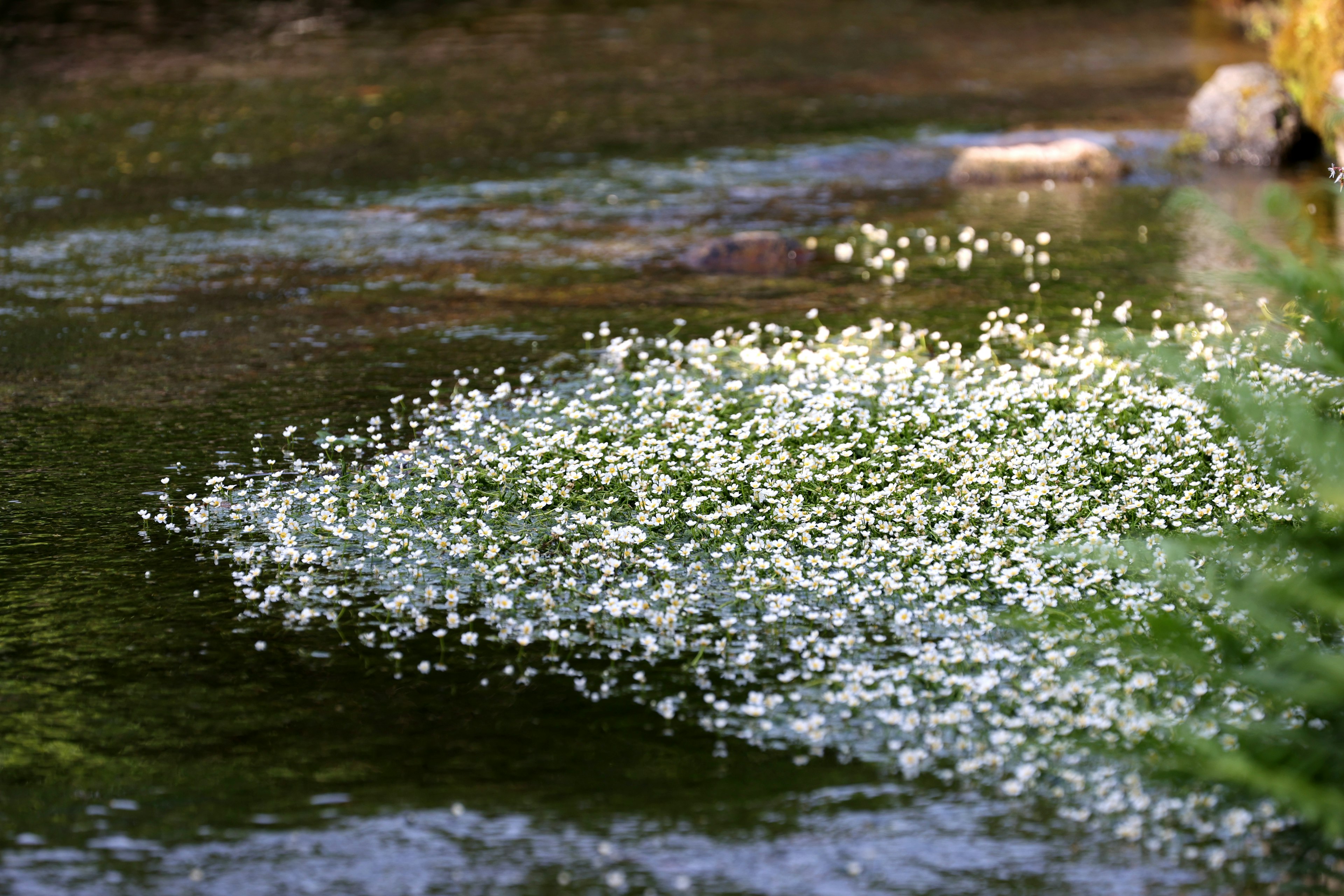 Grupo de pétalos blancos flotando en la superficie del agua con hojas verdes