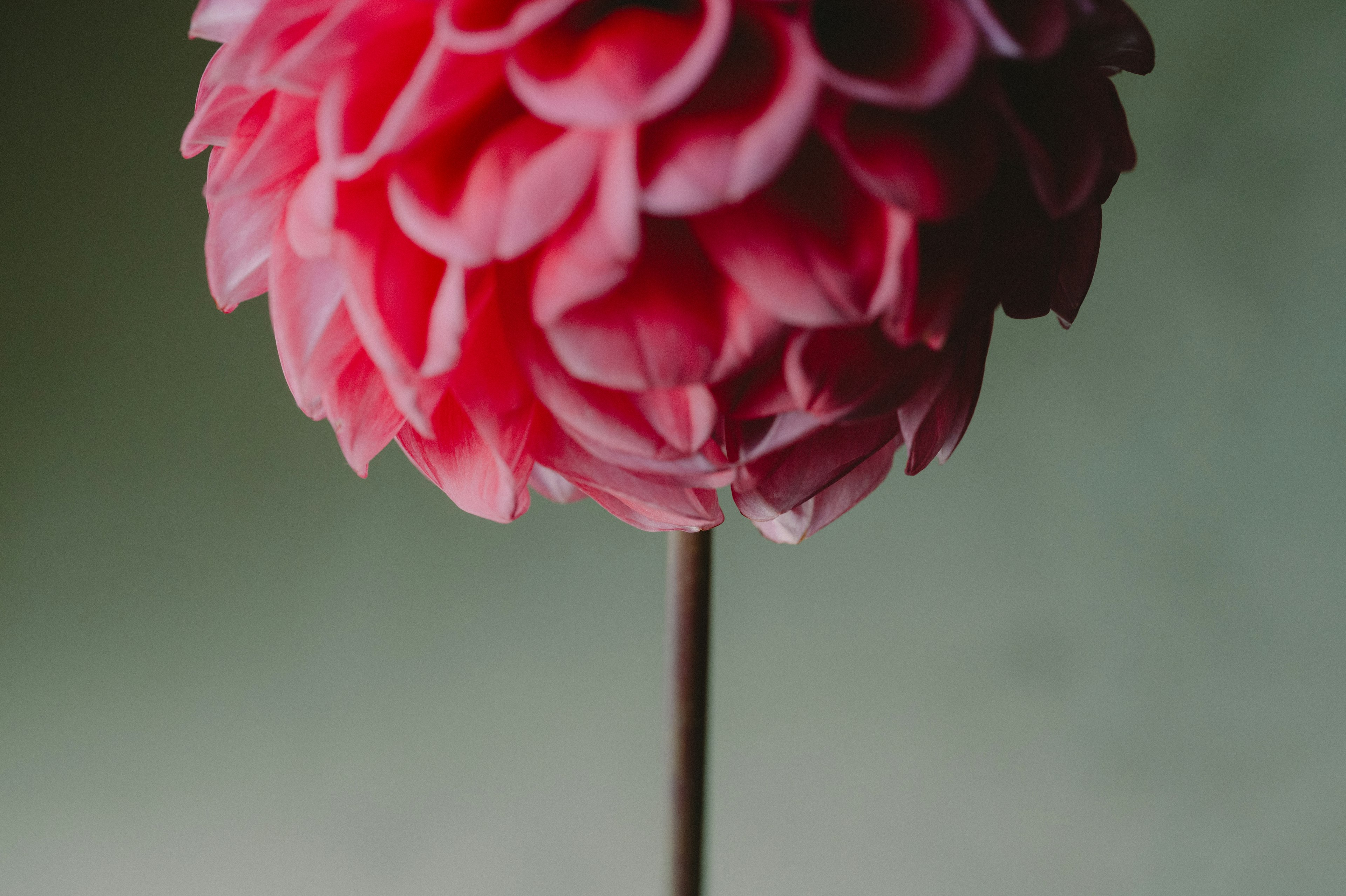 Vibrant pink flower on a green background