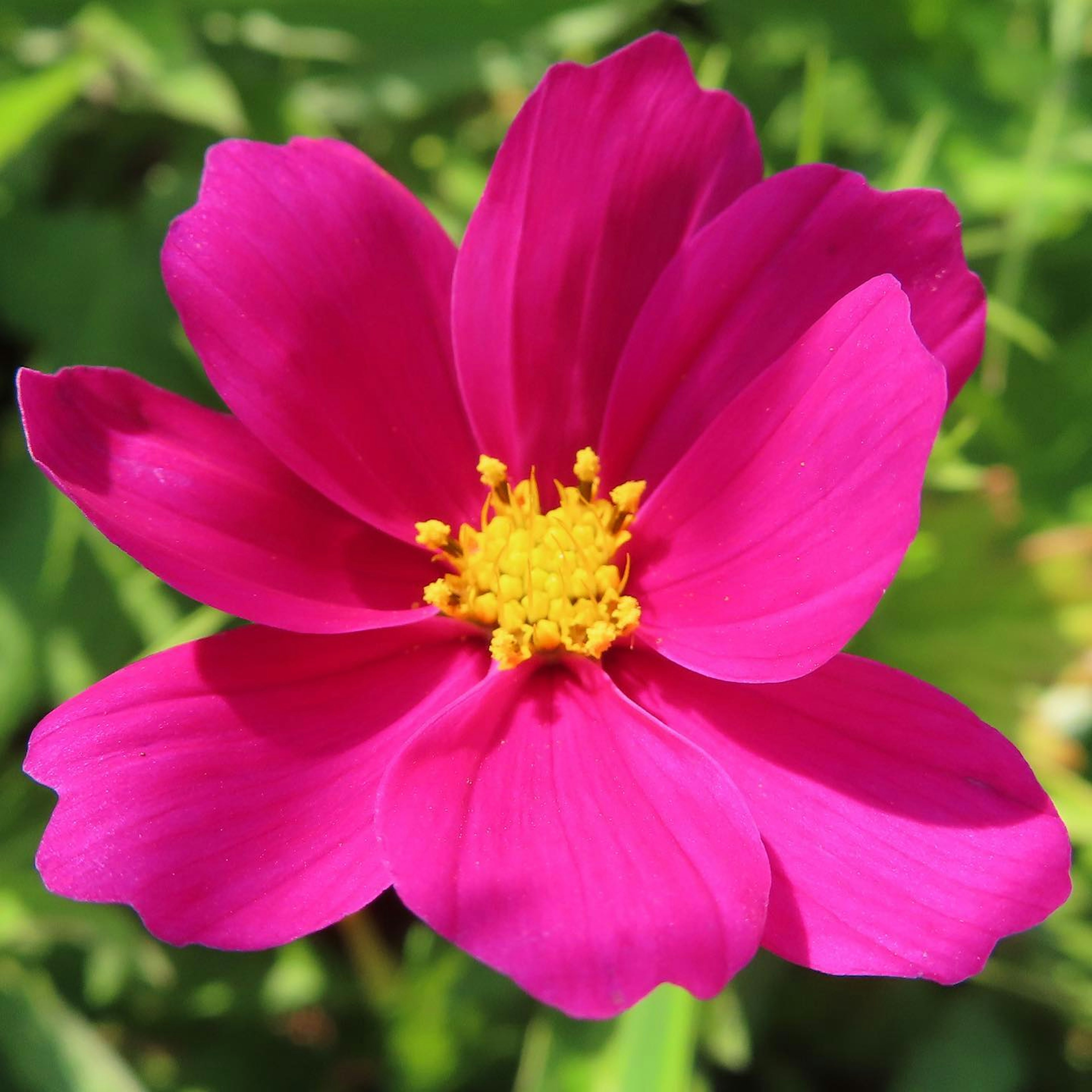 Flor rosa vibrante con estambres amarillos