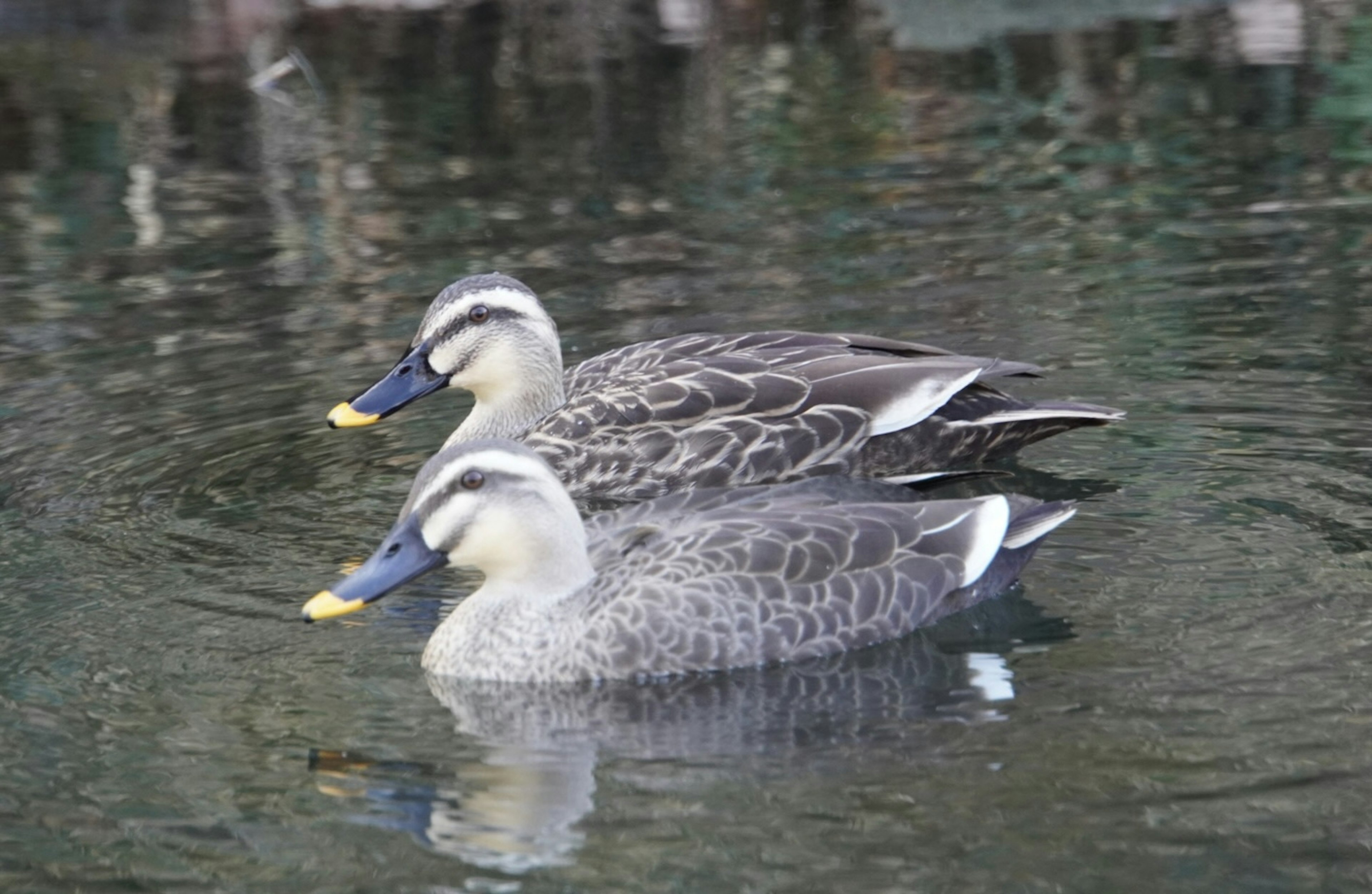 Un couple de canards nageant à la surface de l'eau