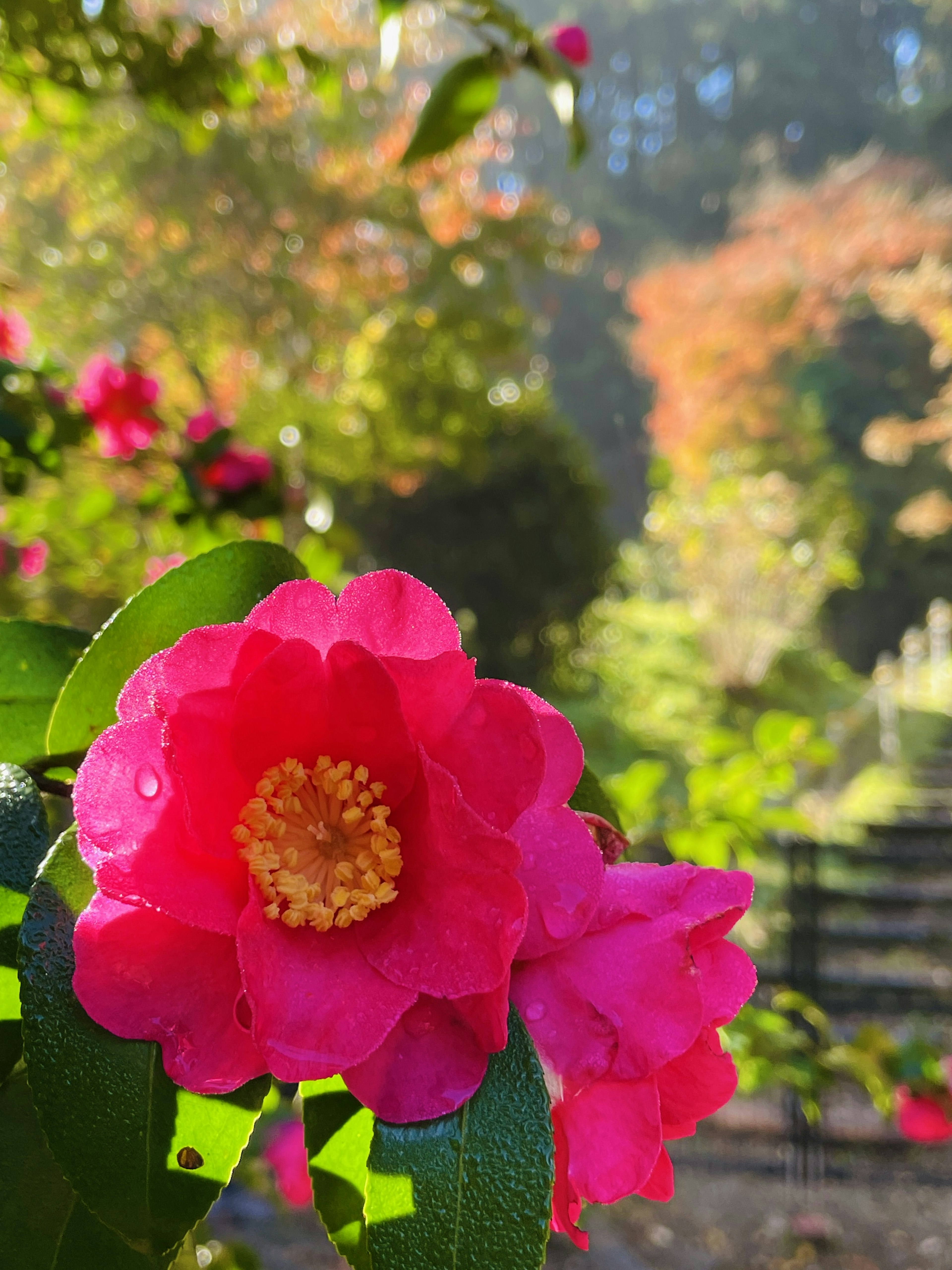 Vibrant pink flower in focus with blurred green and autumn-colored background