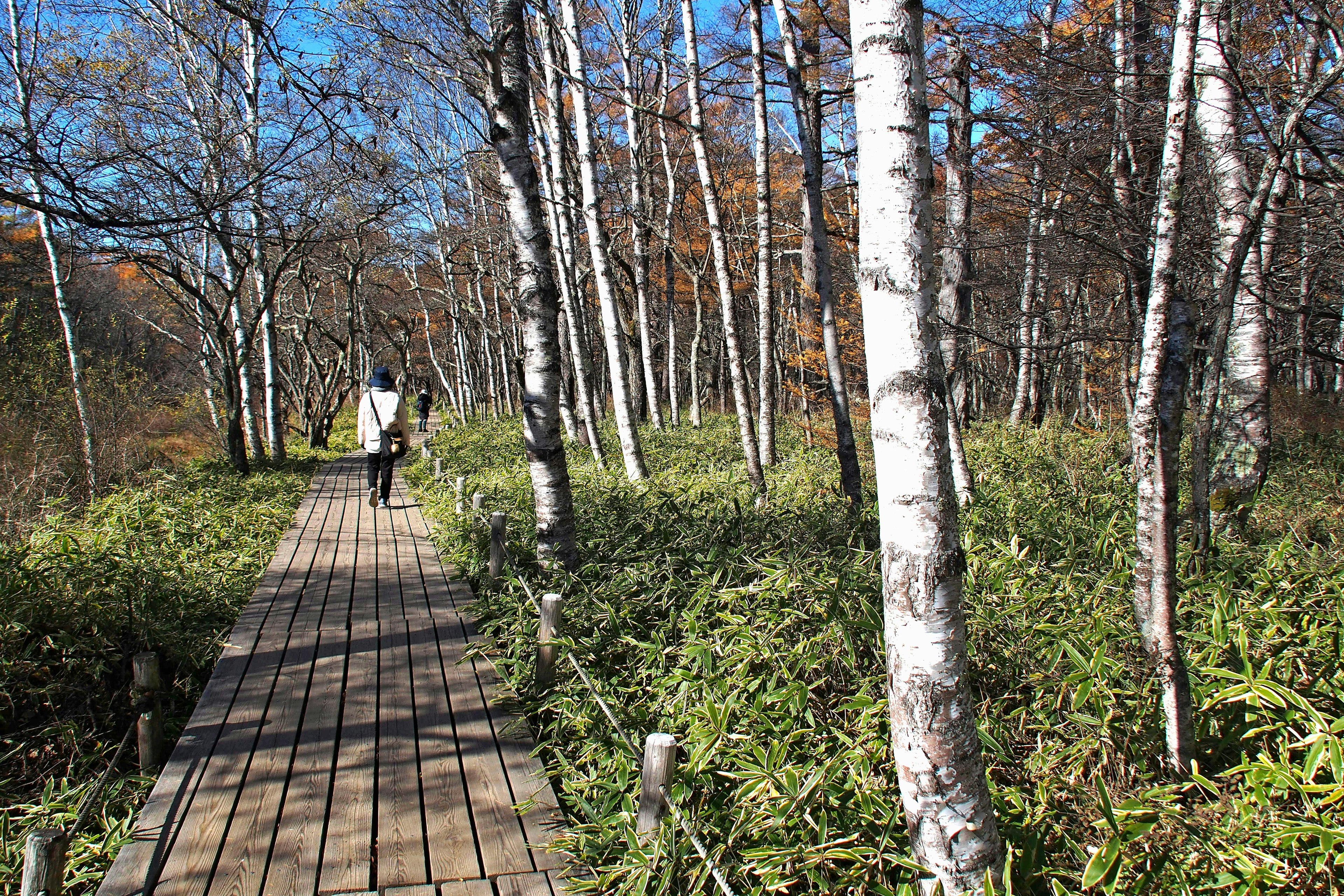 A person walking on a wooden path surrounded by birch trees