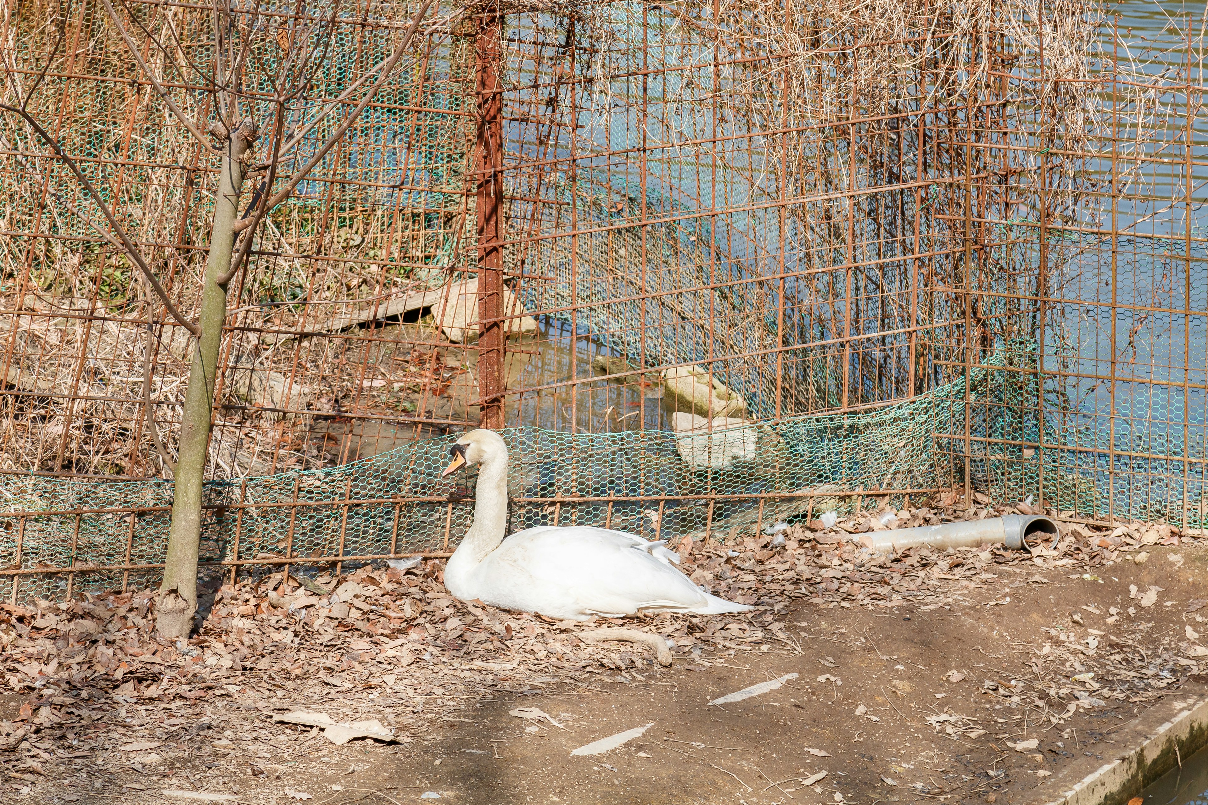 A swan resting near a wire fence in a natural setting