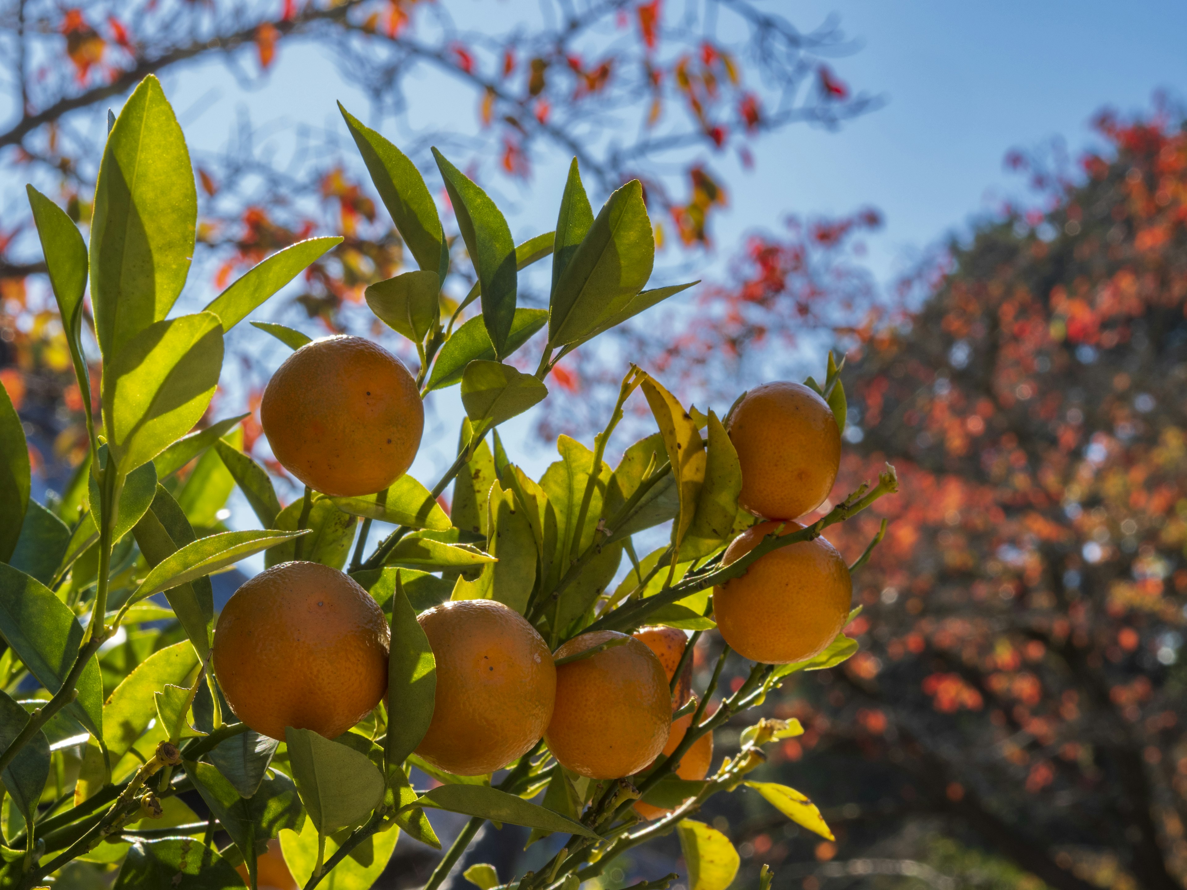 Primer plano de una rama con frutas naranjas y hojas verdes fondo con follaje otoñal