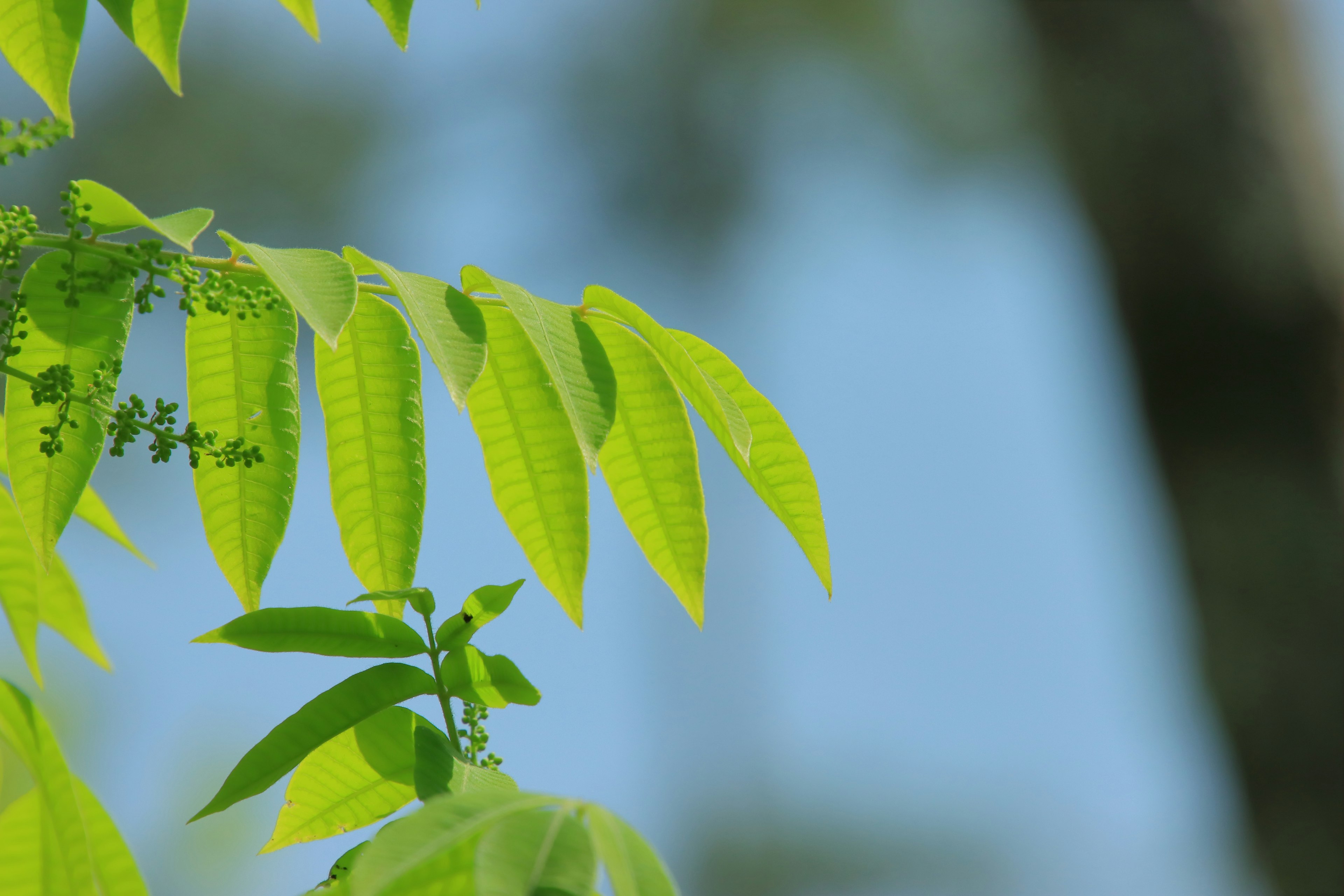 Close-up of vibrant green leaves against a blue background