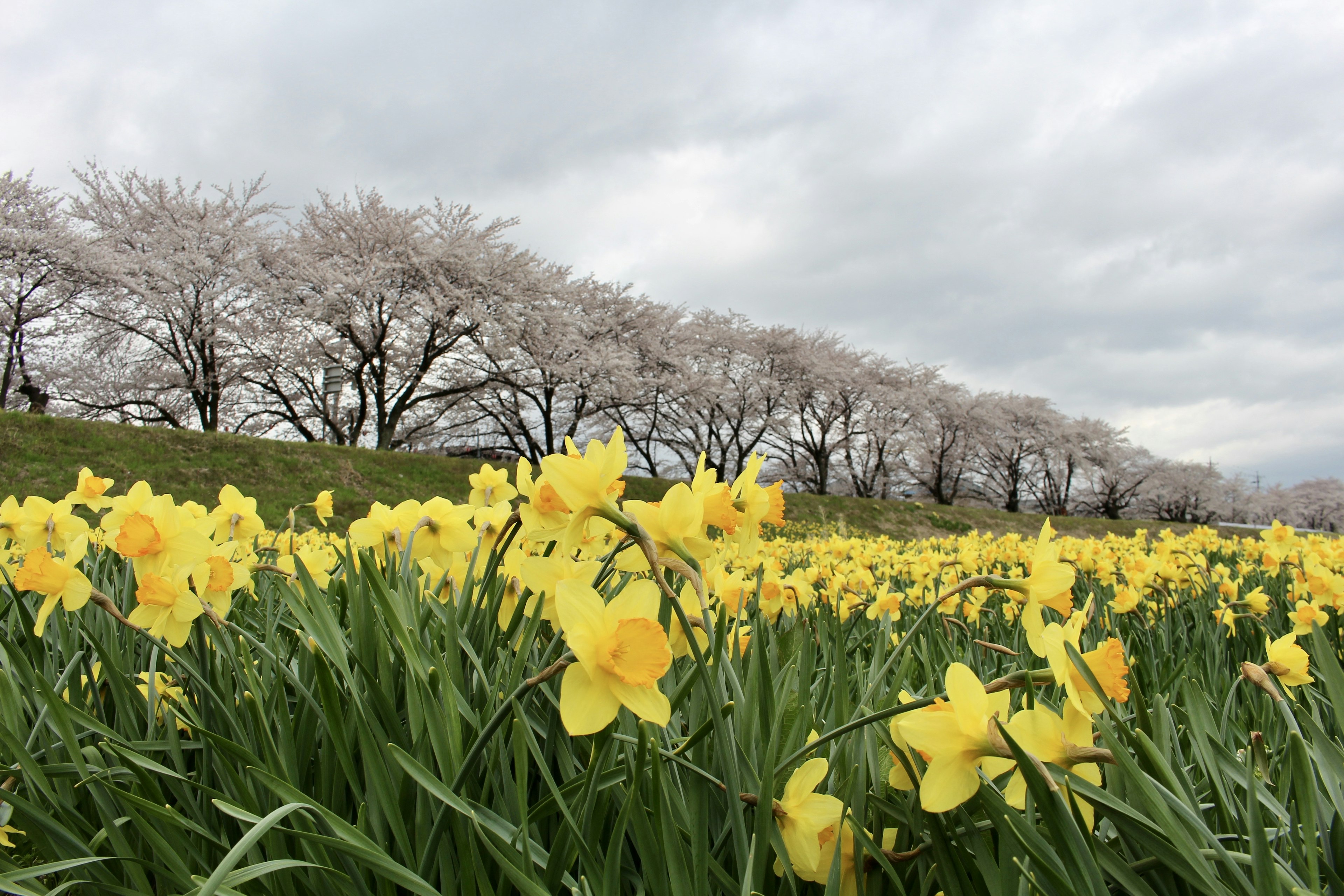 Champ de jonquilles jaunes avec des cerisiers en fleurs en arrière-plan