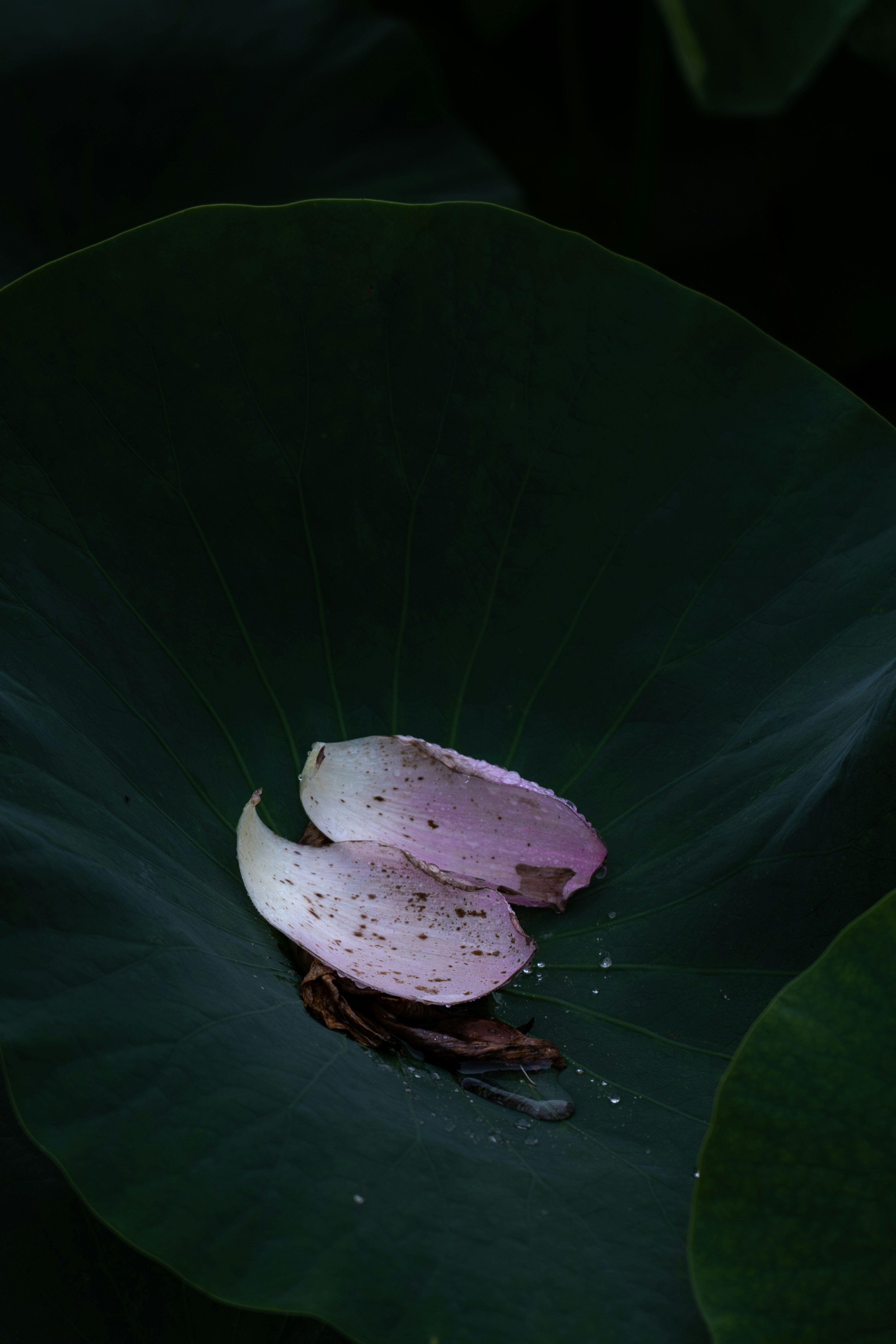 Dua kelopak lotus di atas daun hijau