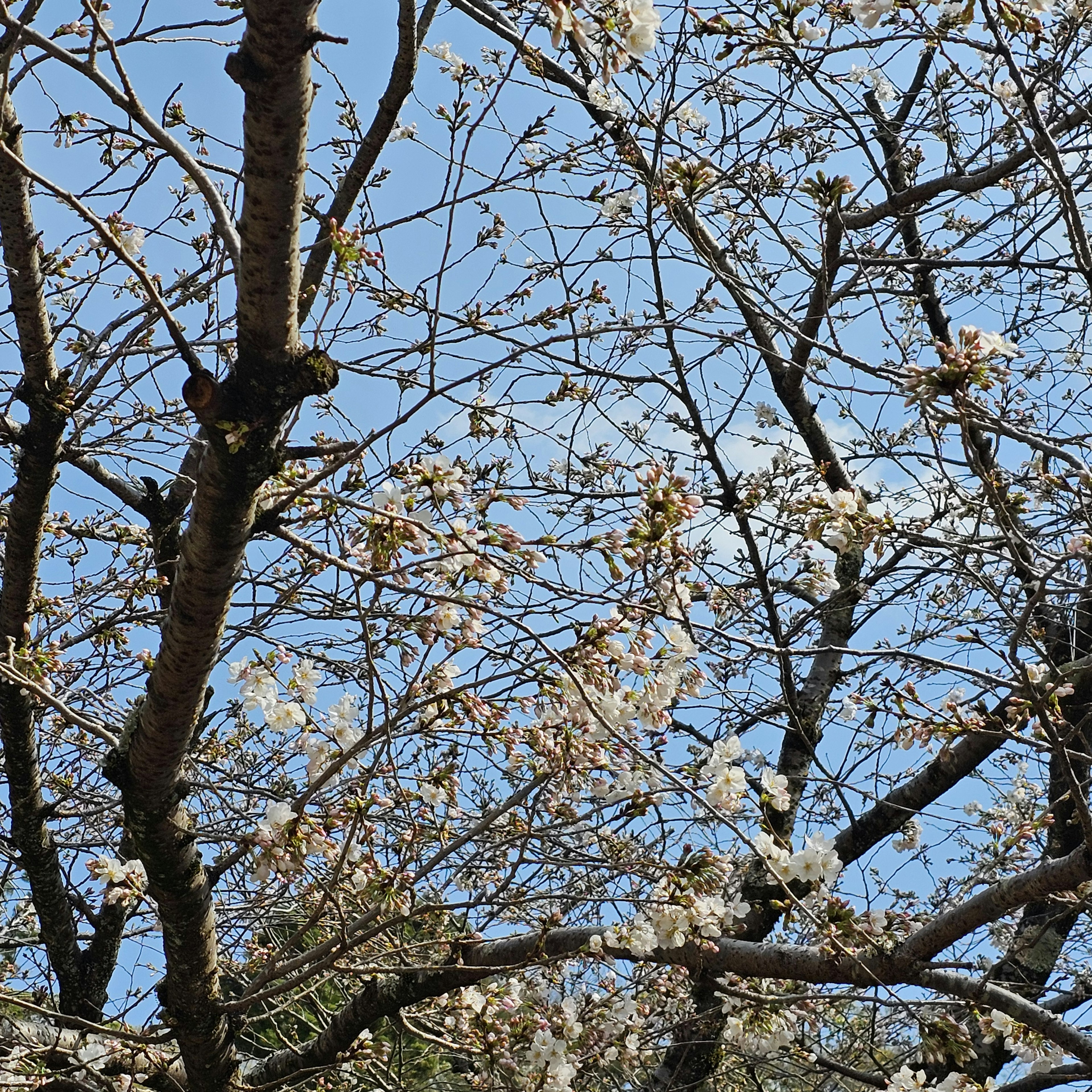 Cherry blossom branches in bloom against a blue sky