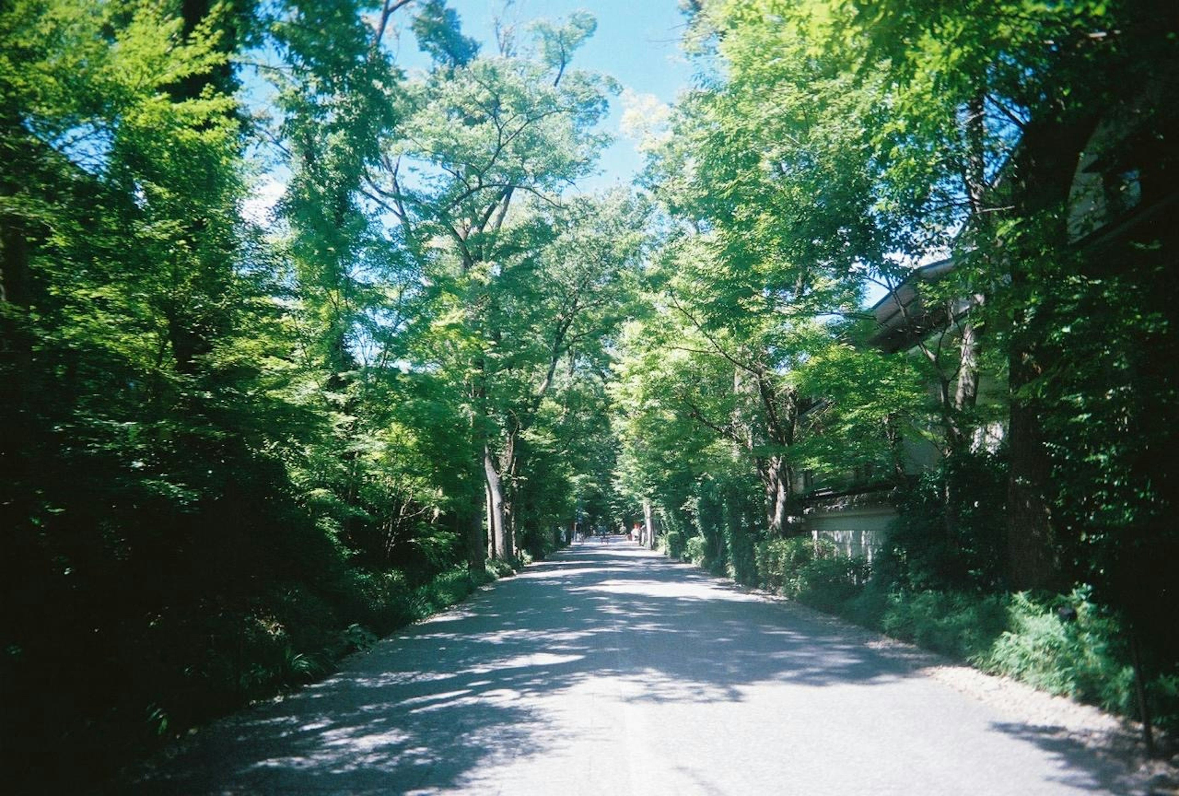 宁静的道路景观，周围环绕着郁郁葱葱的绿色树木