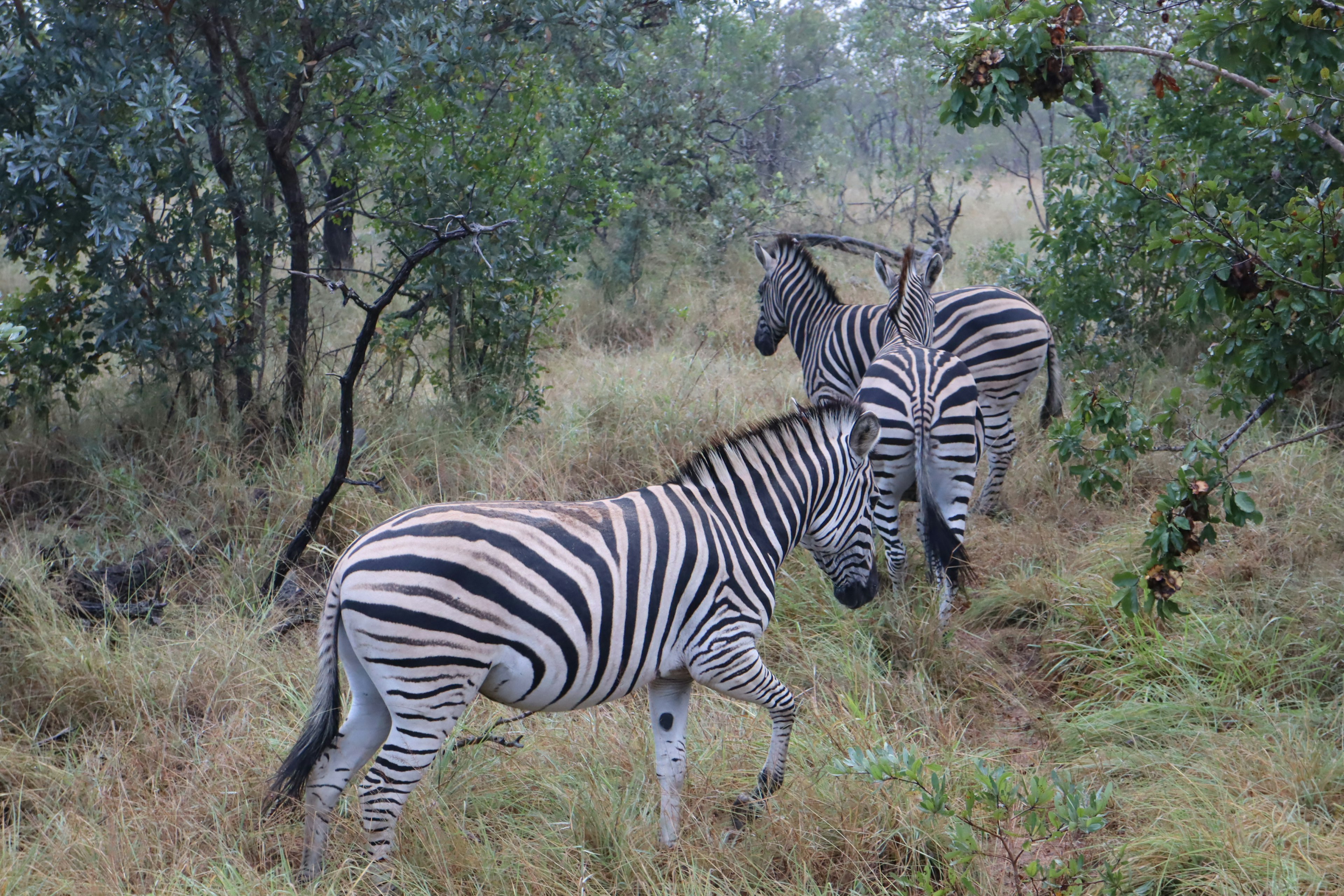 Gambar zebra di lanskap berumput