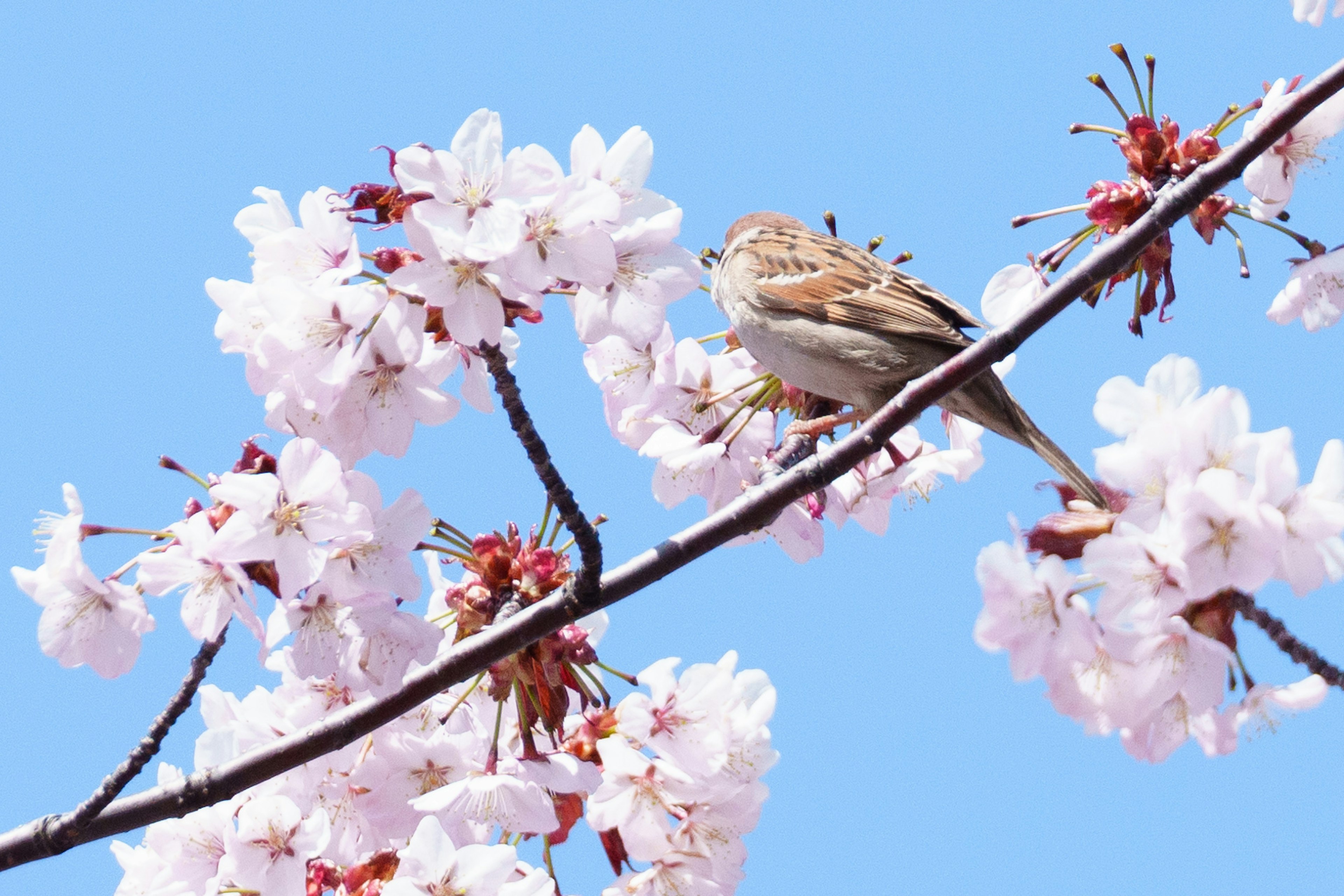 Un piccolo uccello appollaiato tra i fiori di ciliegio contro un cielo blu