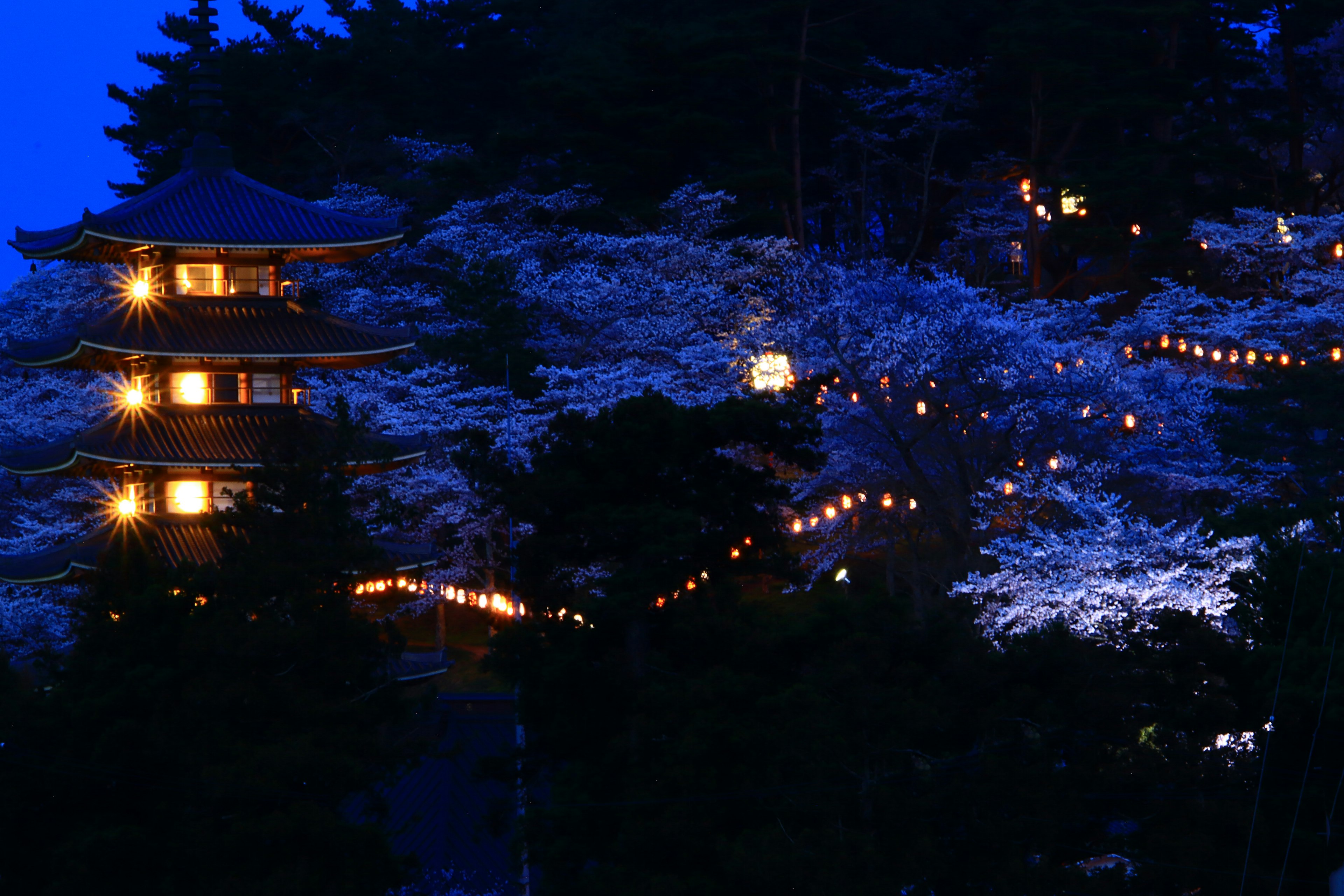 Hermosa torre japonesa con cerezos y luces de noche