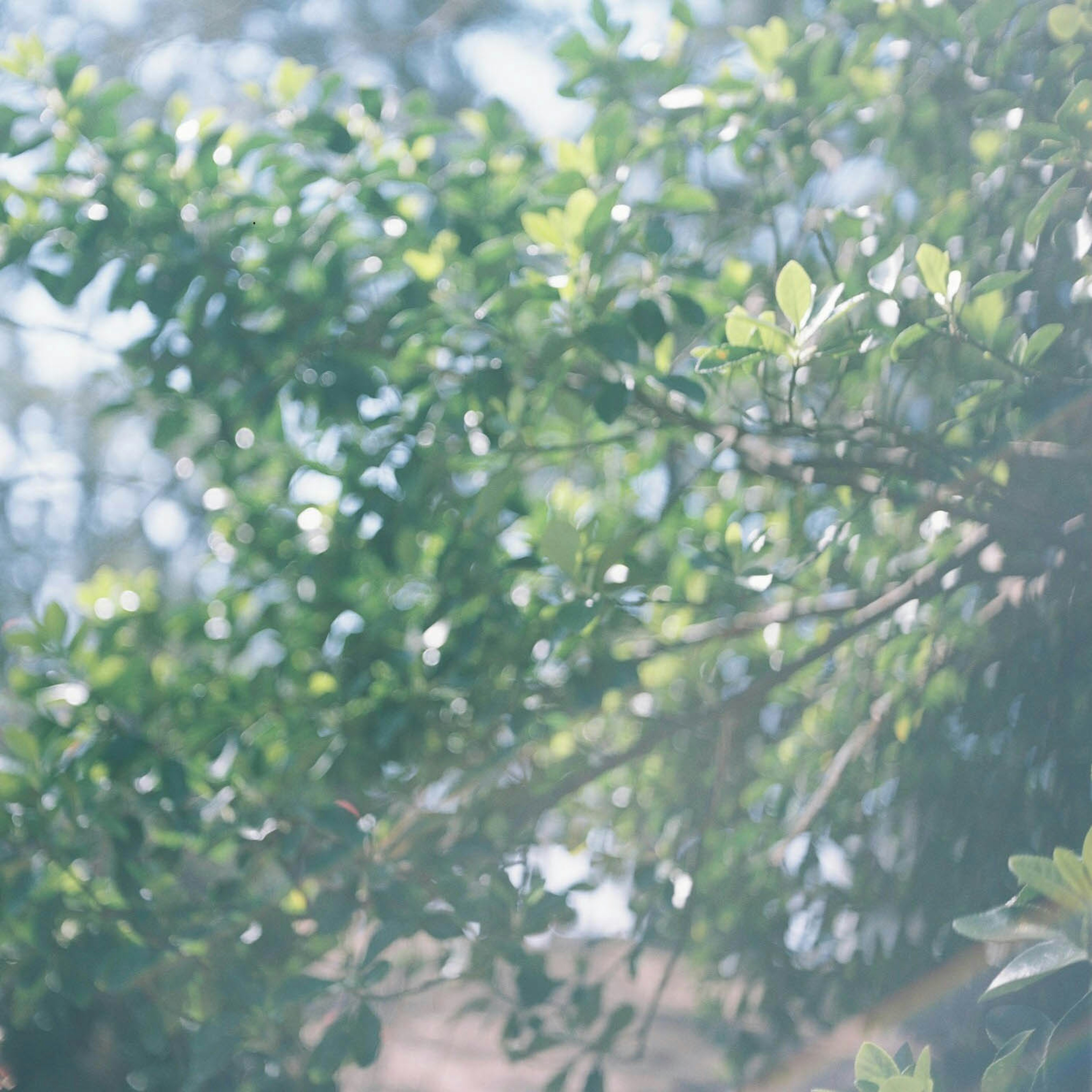 Close-up of lush green leaves on tree branches