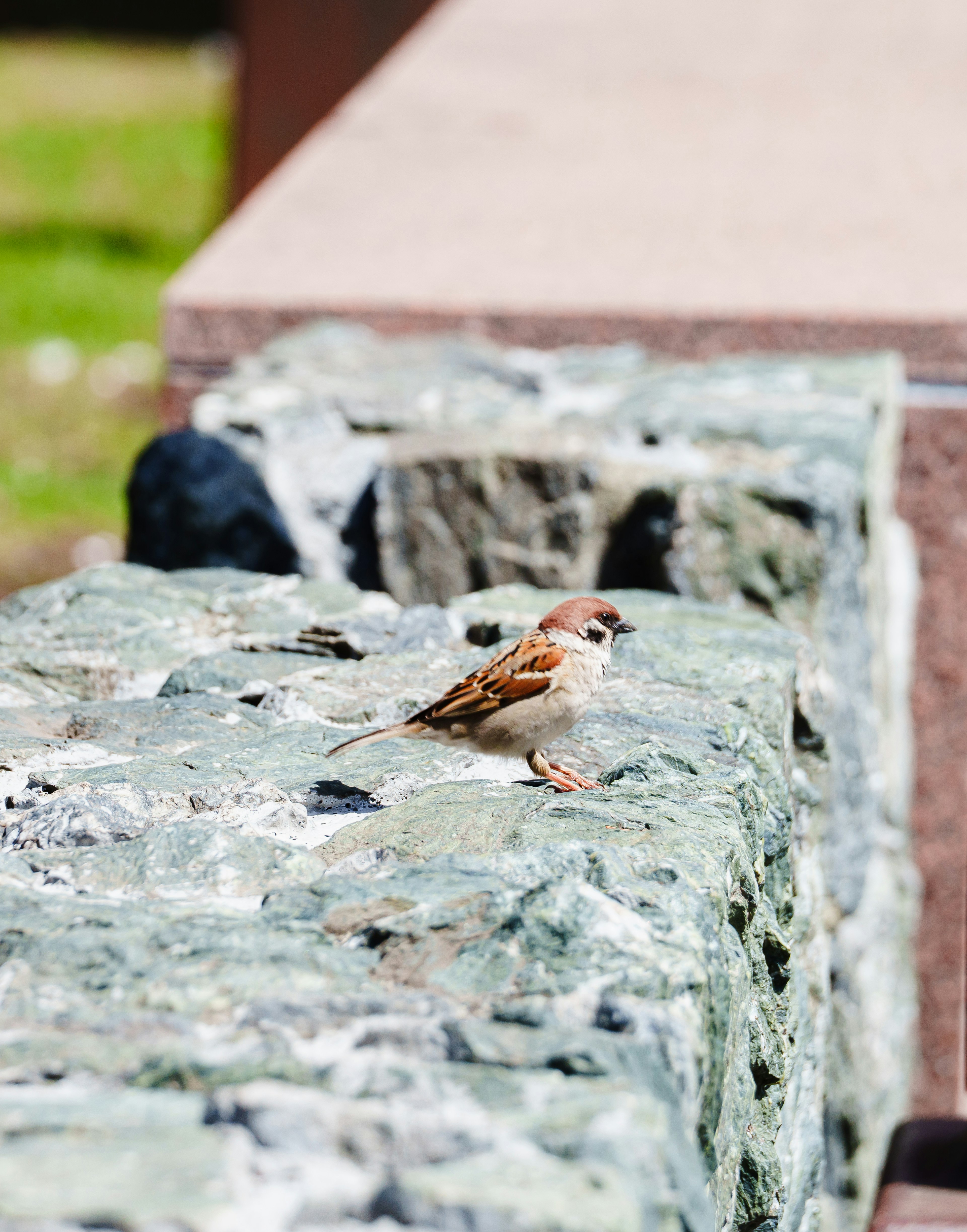 Un pequeño pájaro posado en una pared de piedra en un entorno soleado