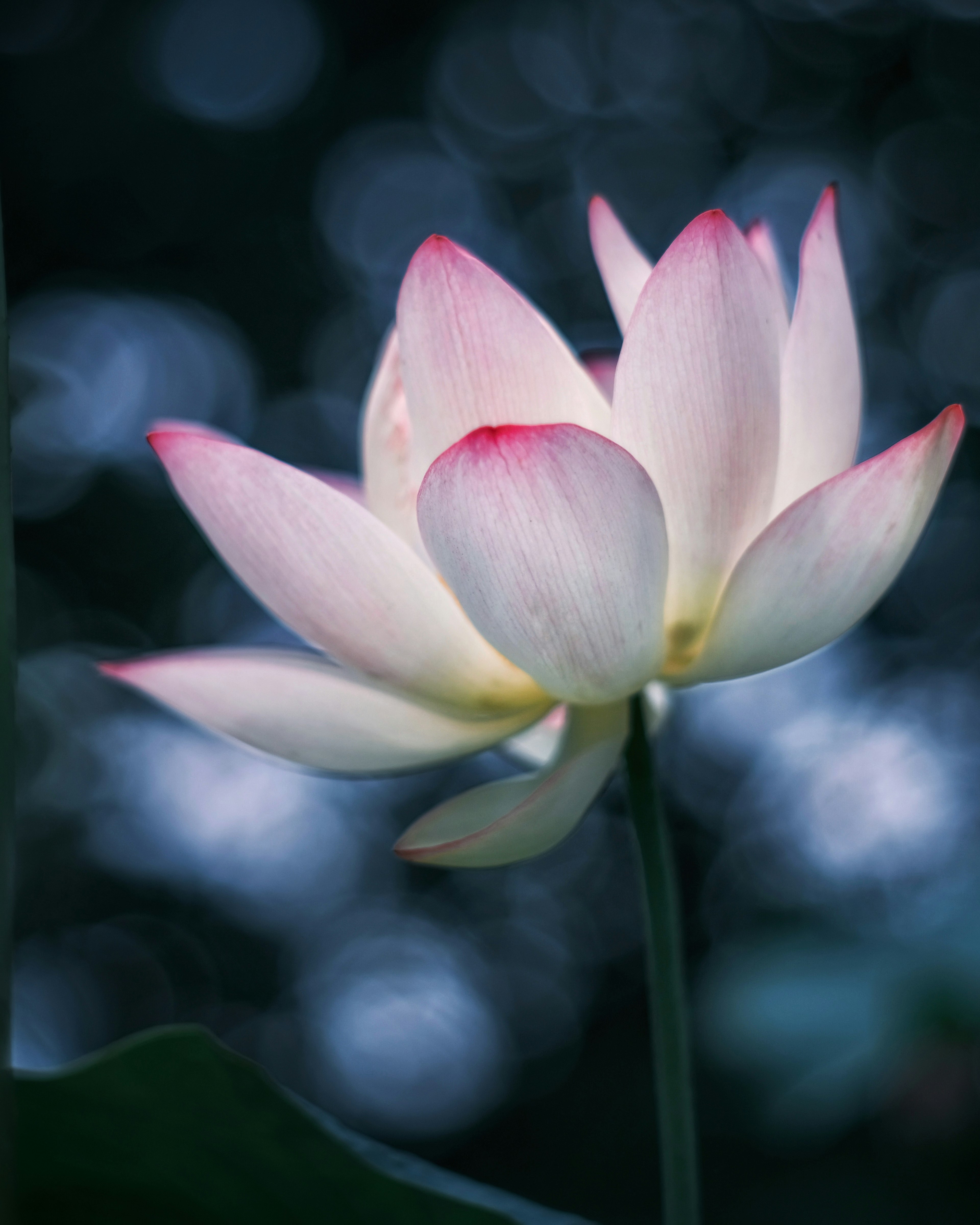 A beautiful lotus flower blooming in soft hues with a blurred blue light background