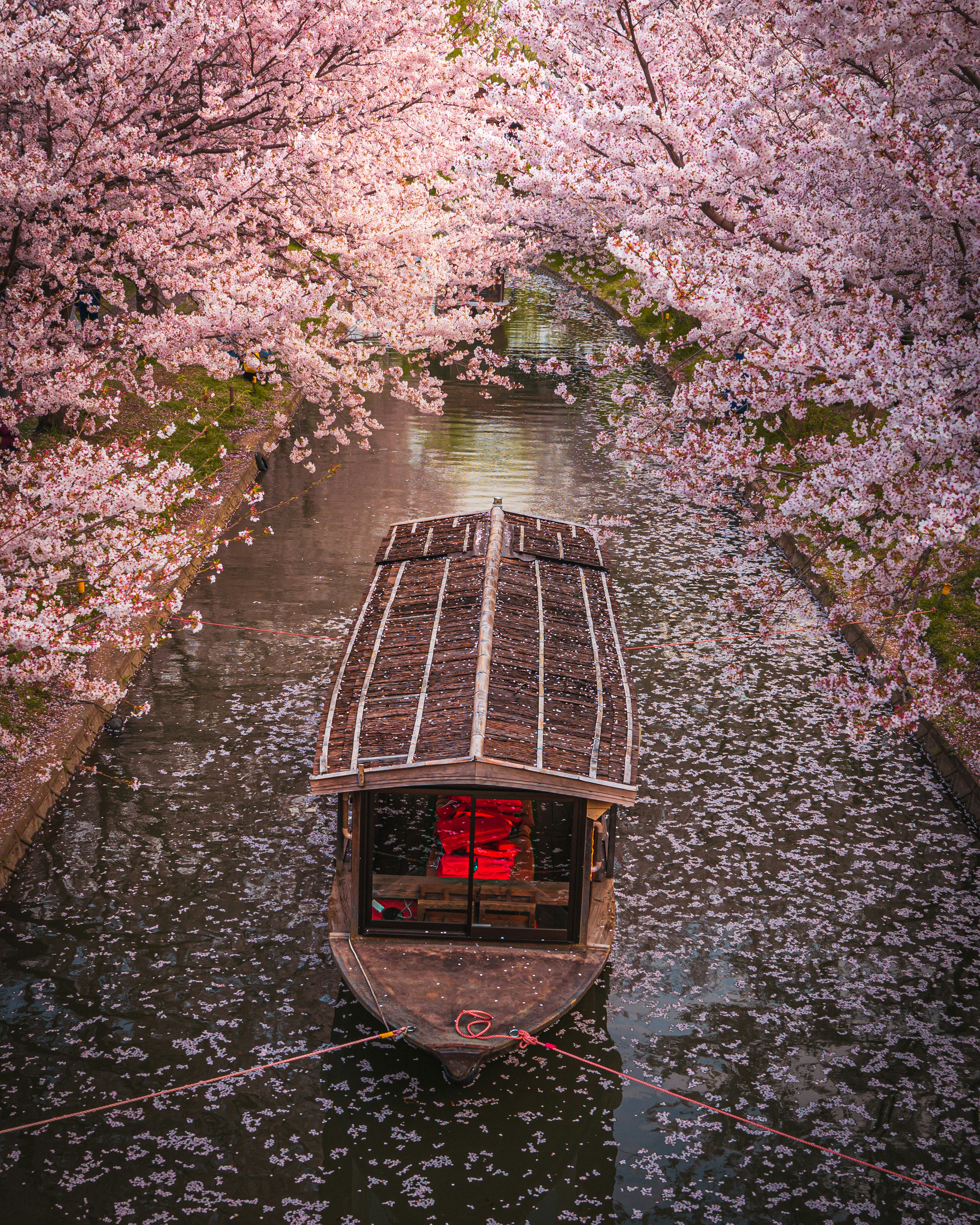 桜の花が咲く並木道に浮かぶ小舟の上からの眺め