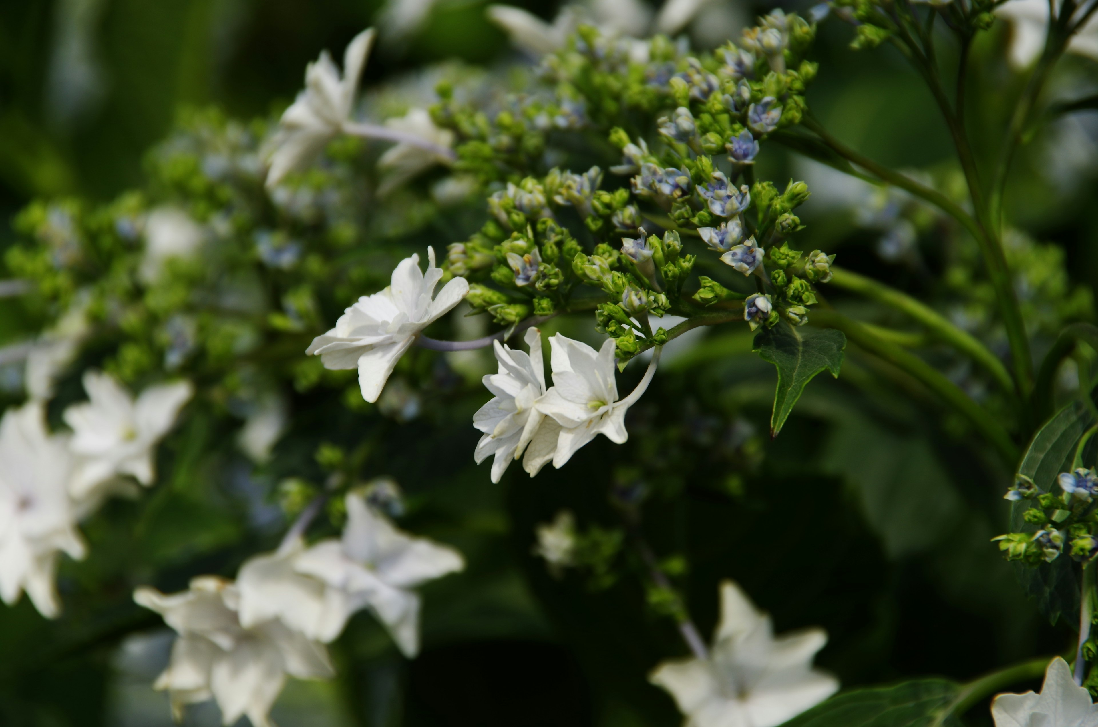 Nahaufnahme einer Pflanze mit weißen Blüten und blauen Knospen