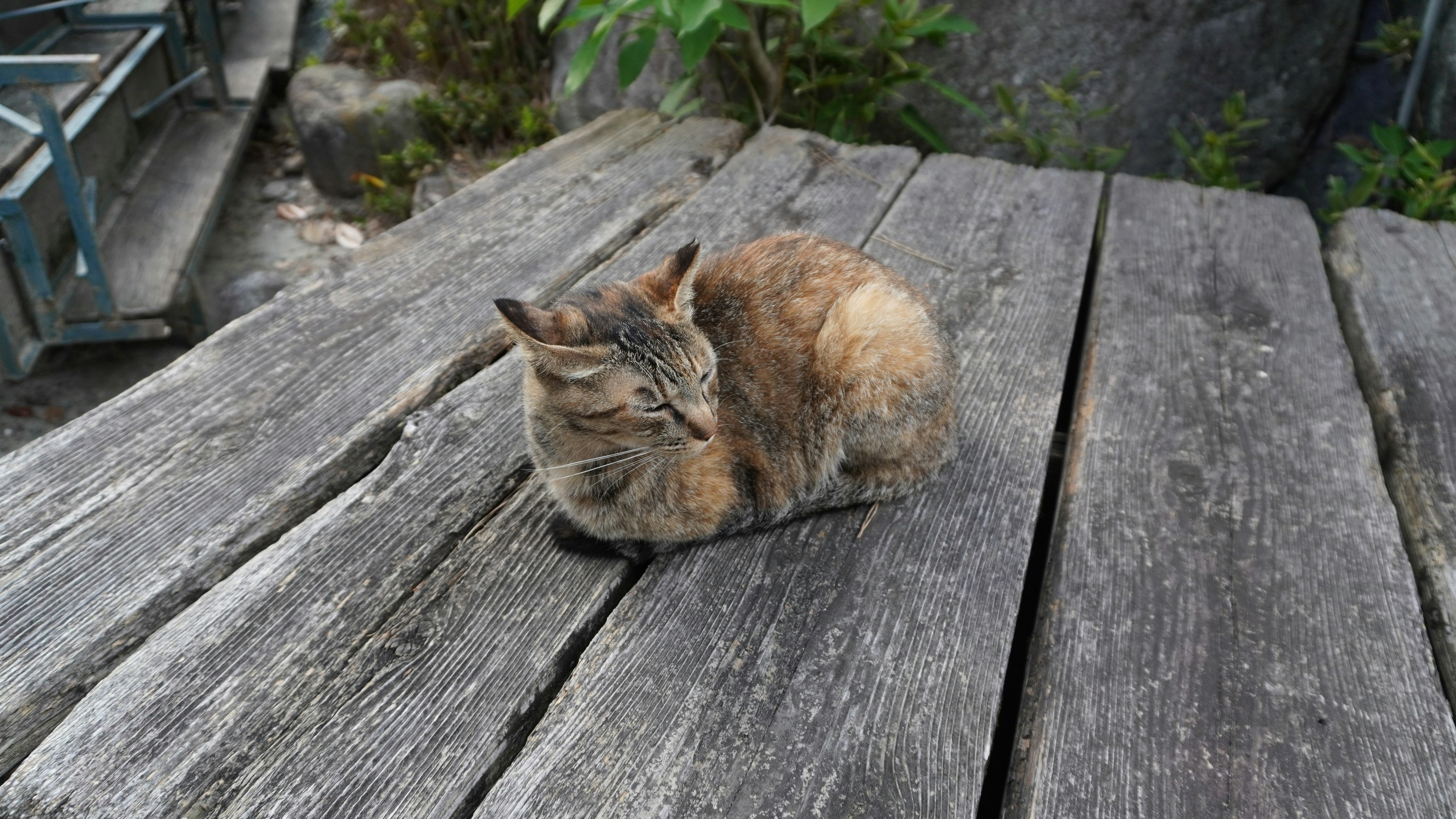 Graue Katze sitzt auf Holzplanken