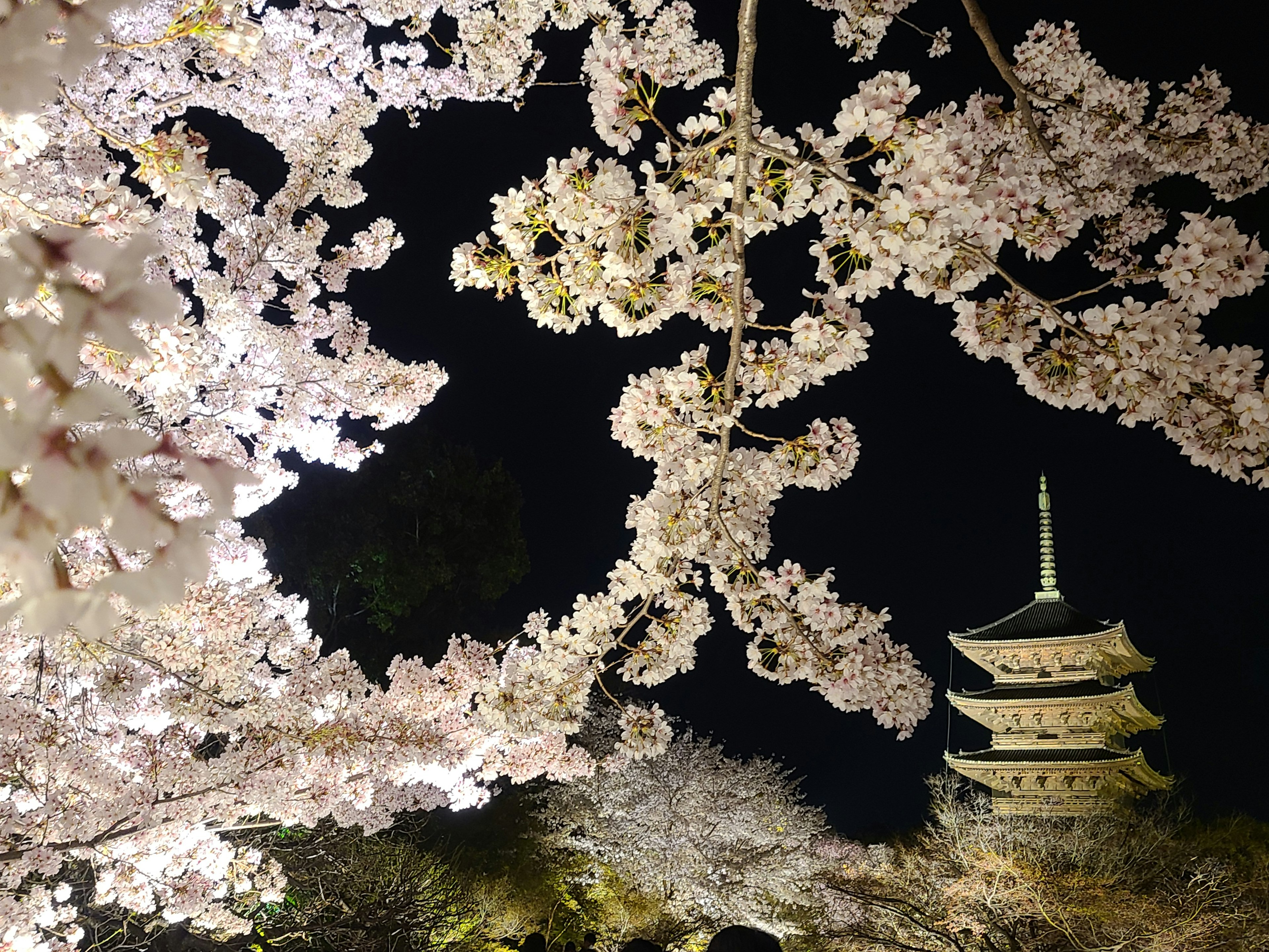 Beautiful view of cherry blossoms and a five-story pagoda at night