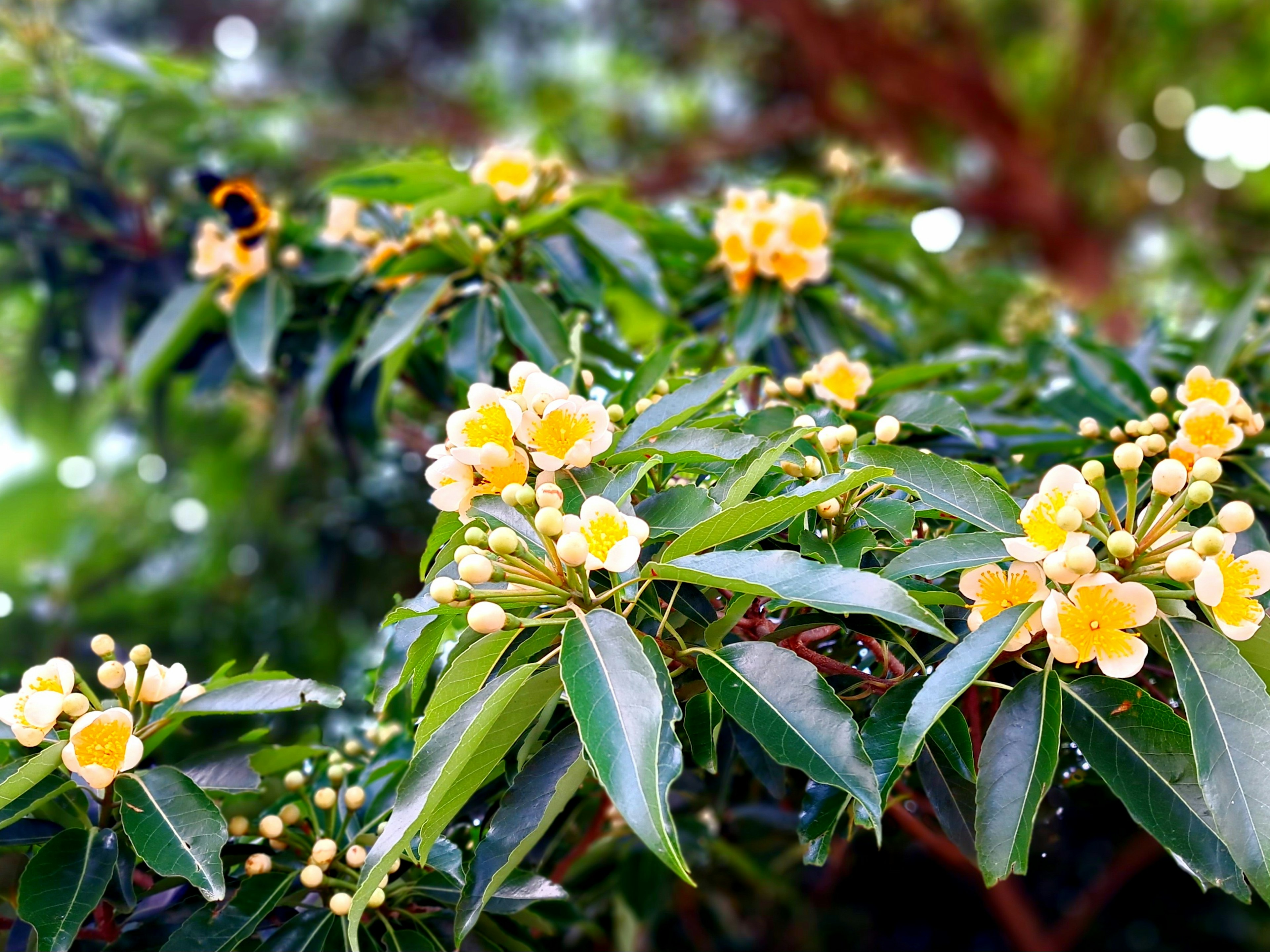 Primer plano de una planta con flores amarillas y hojas verdes