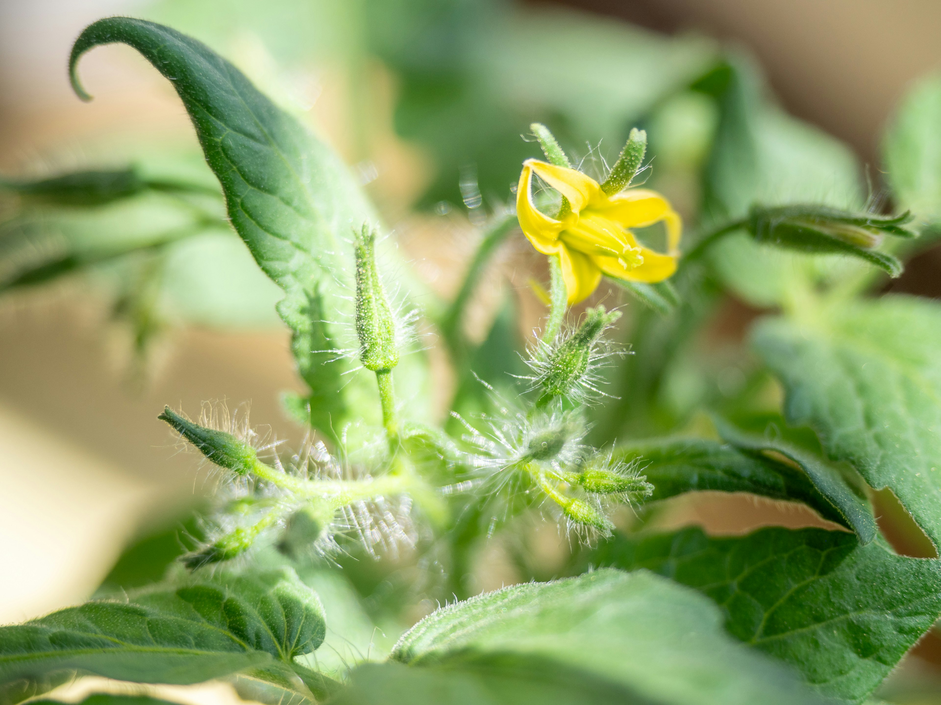 Close-up of a tomato plant featuring a yellow flower with green leaves and fine hairs