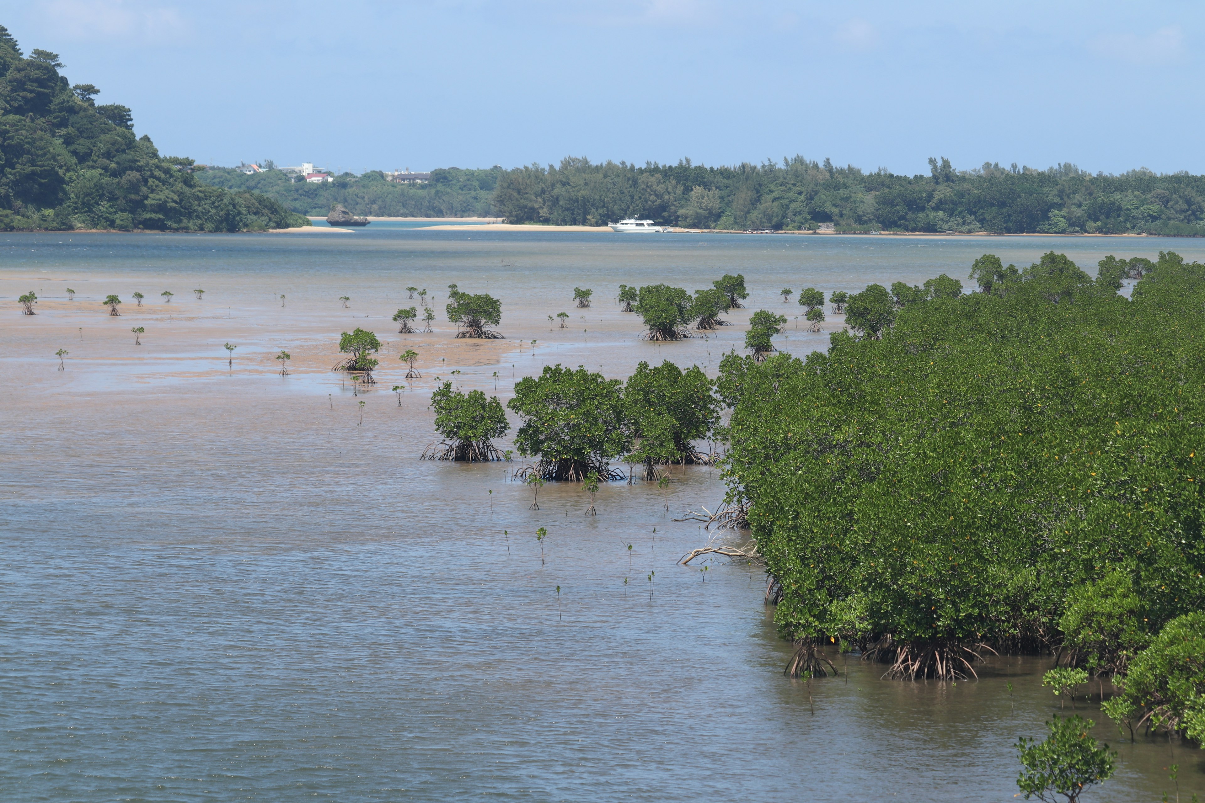 Scenic view of a river with mangroves