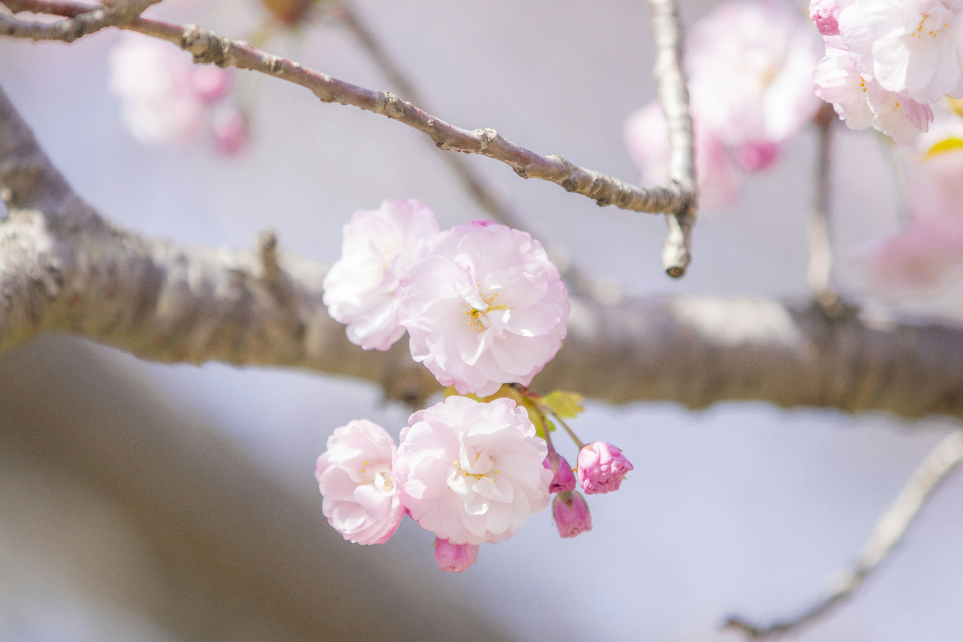 Gros plan de fleurs de cerisier sur une branche d'arbre