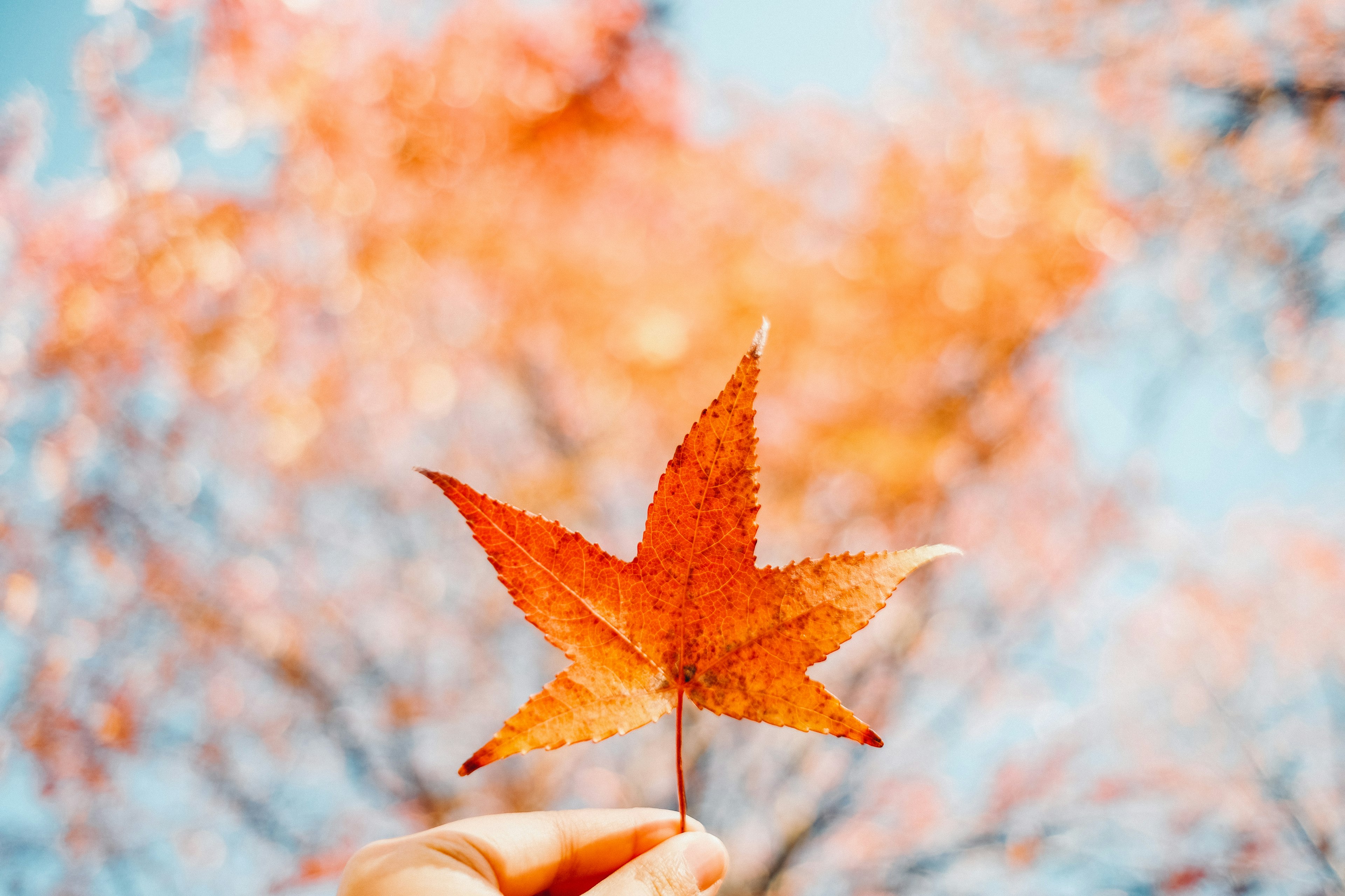 Hand holding a vibrant red maple leaf against a blurred autumn background