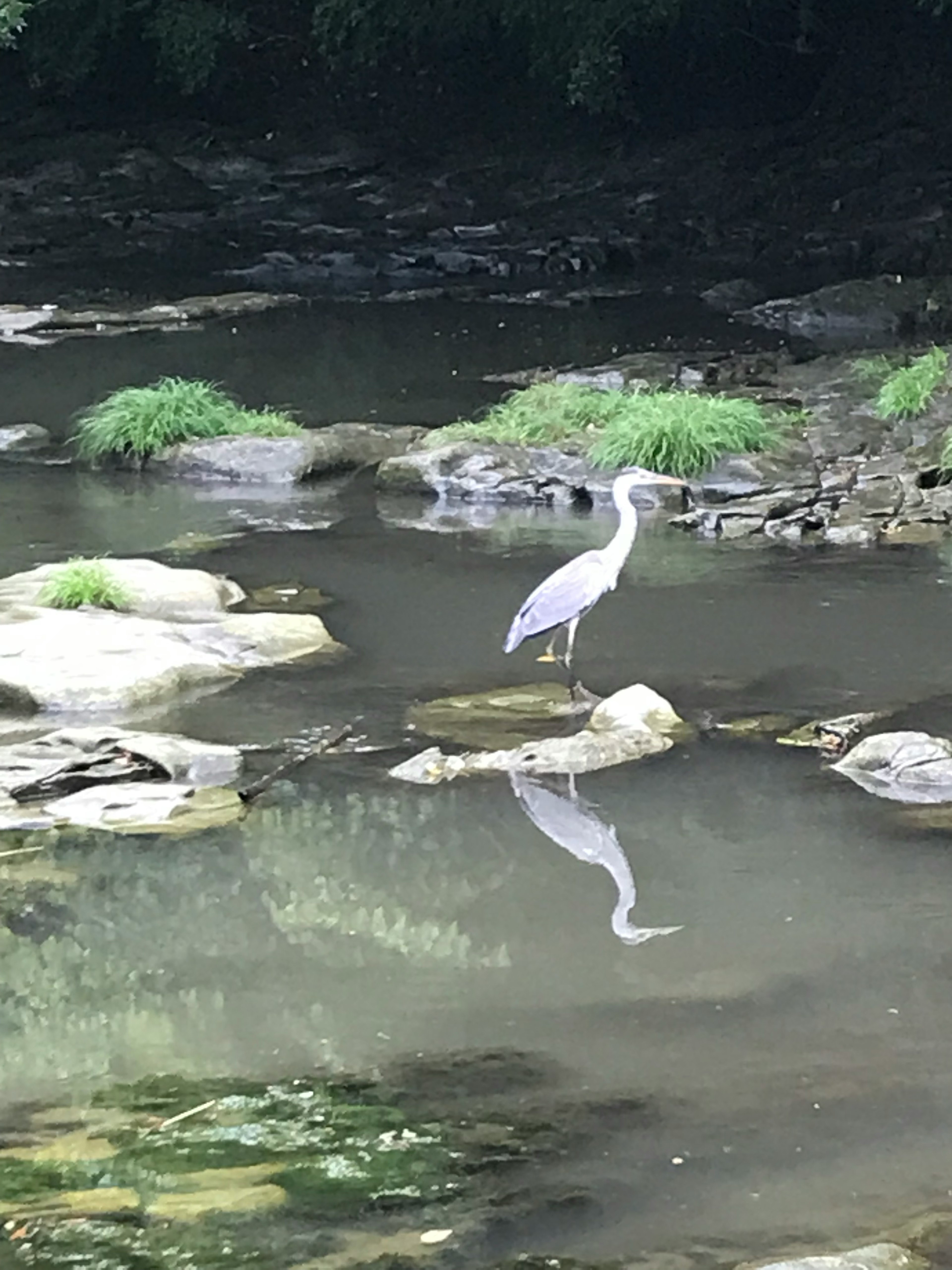 水辺に立つ白いサギの反射が見える風景