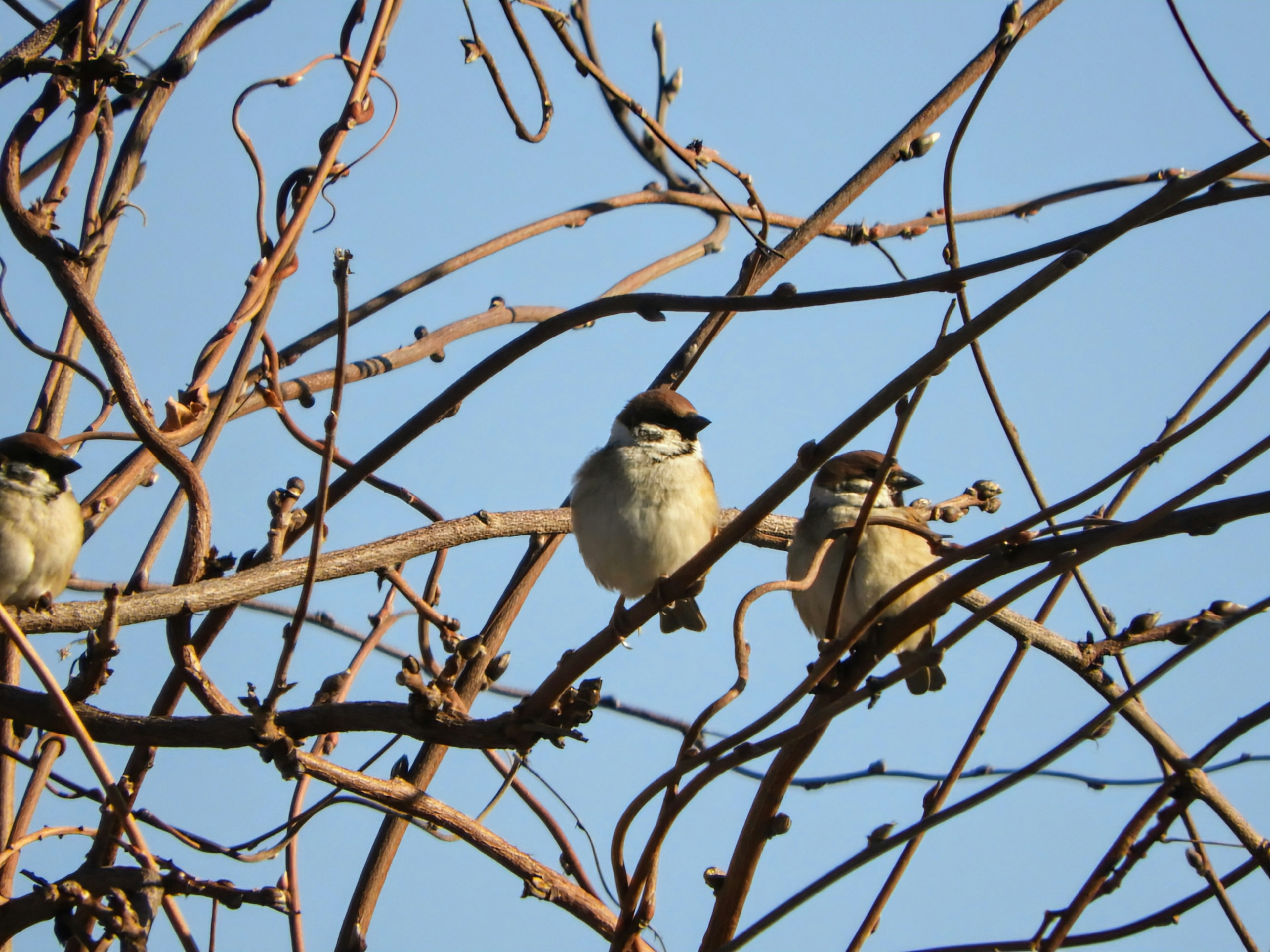 Dos pájaros posados en ramas bajo un cielo azul