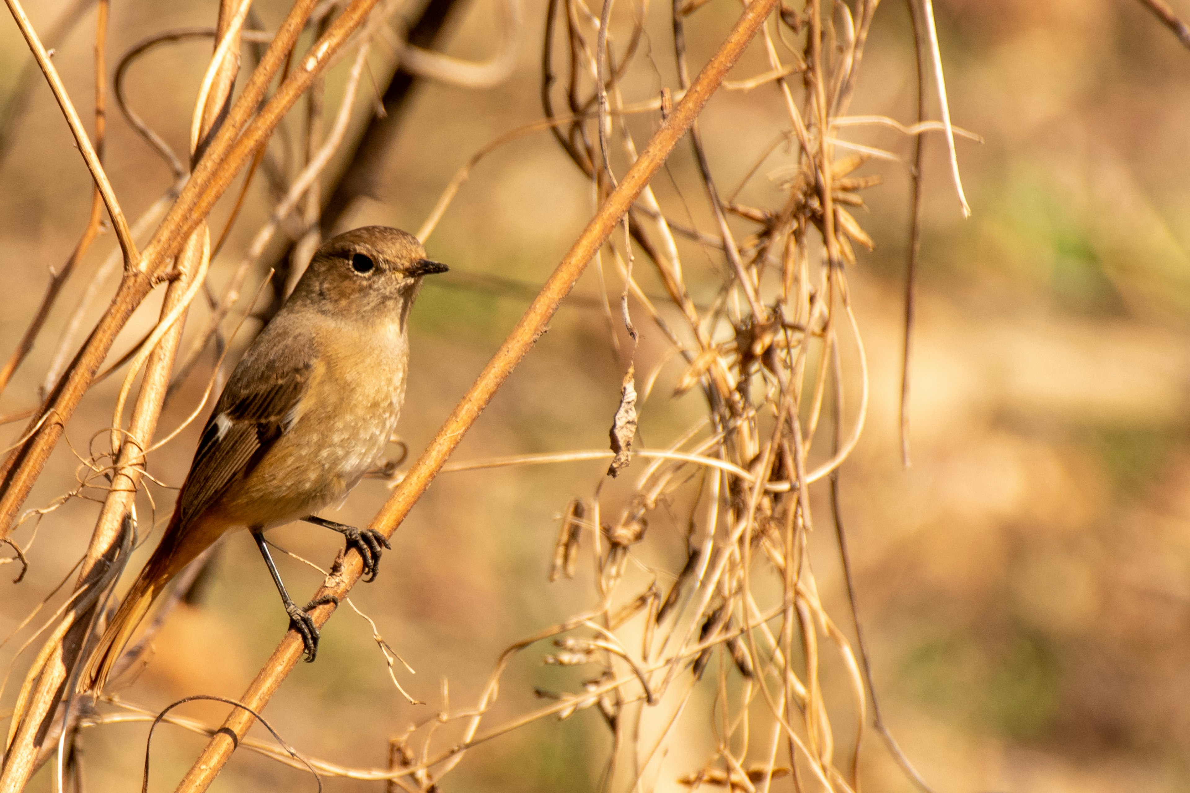 A small bird perched among dry plants