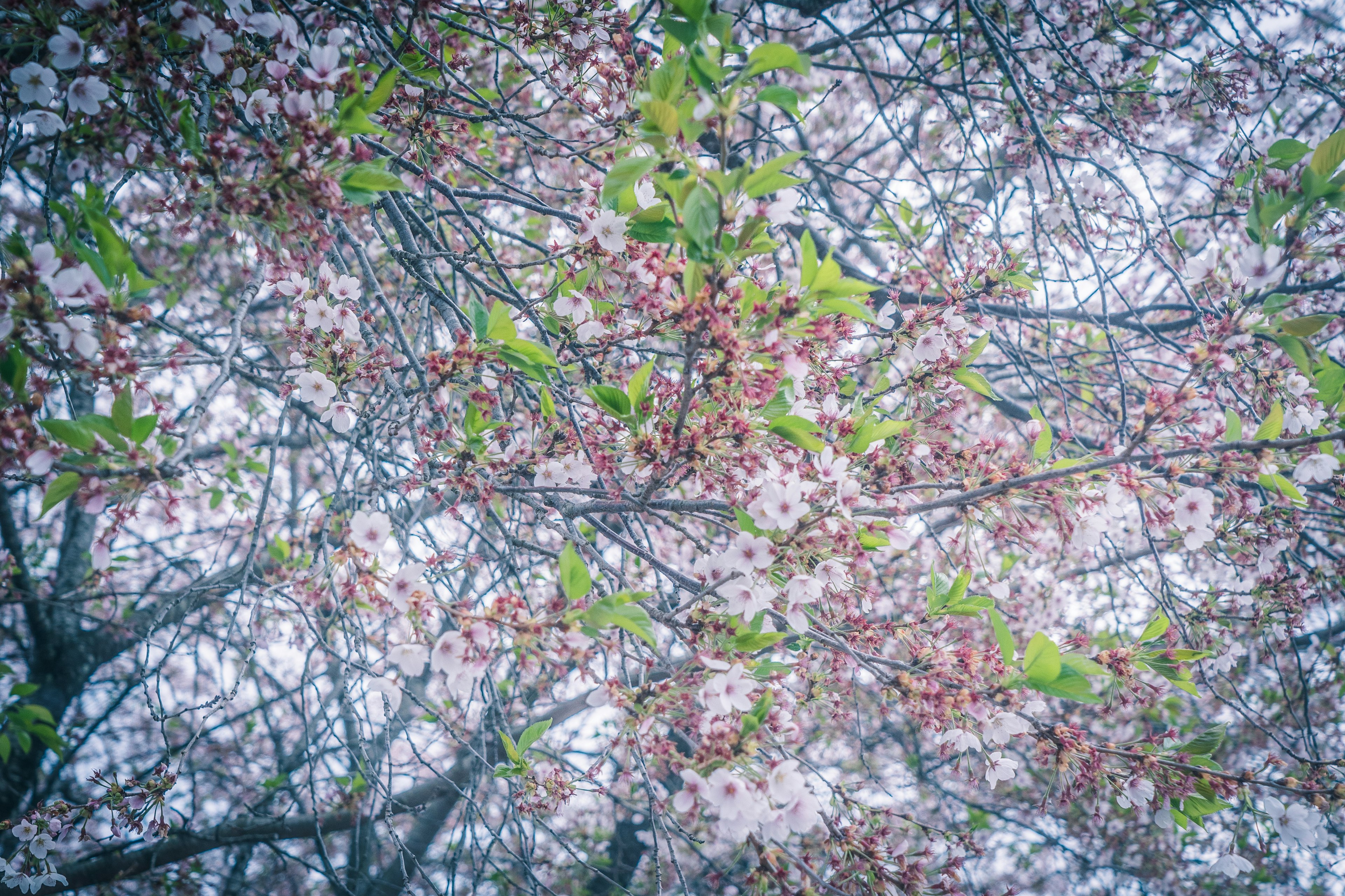 Fleurs de cerisier et feuilles vertes sous un ciel nuageux