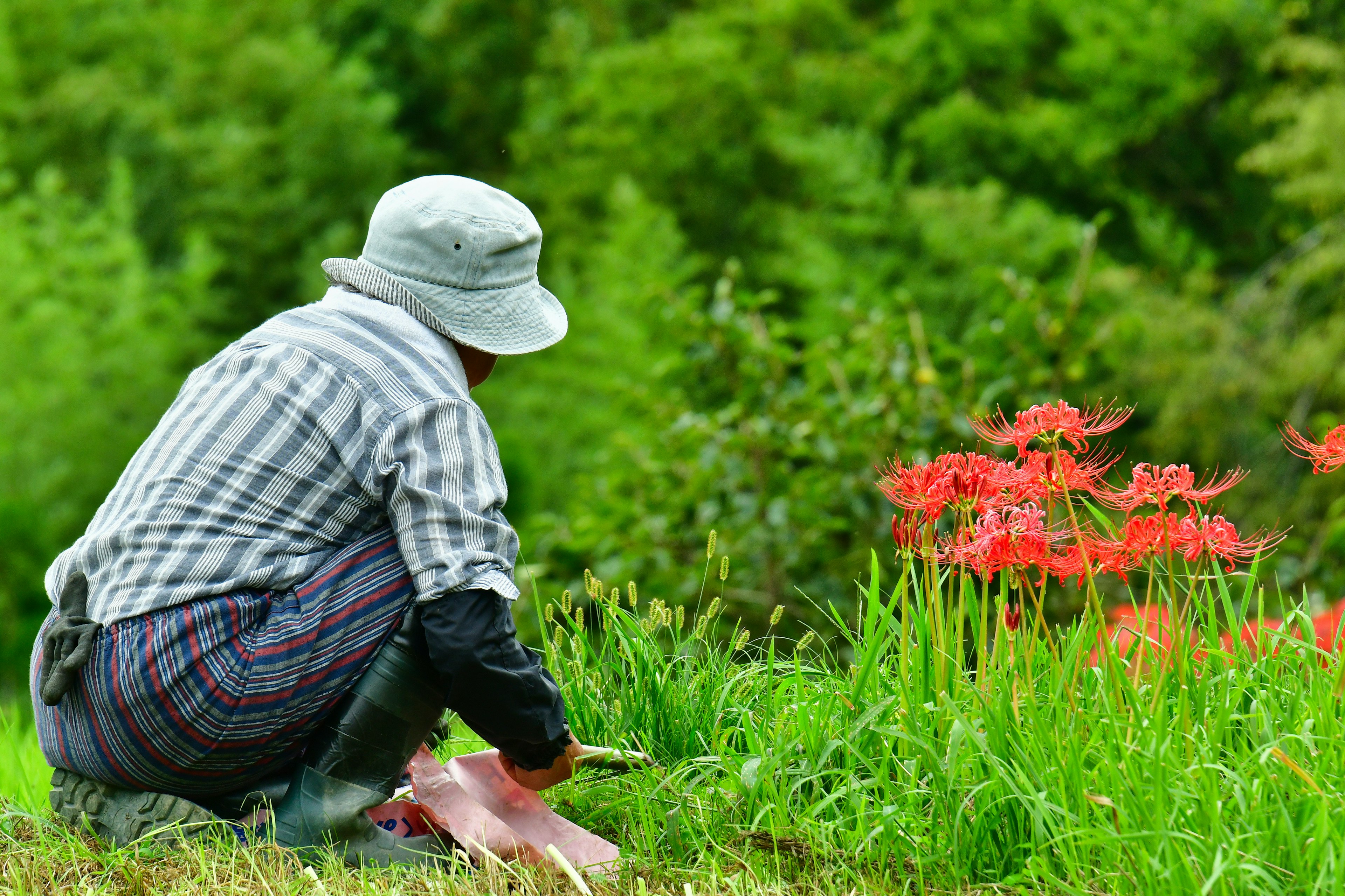 Eine Person gärtnern in der Nähe von roten Blumen auf einem grünen Feld