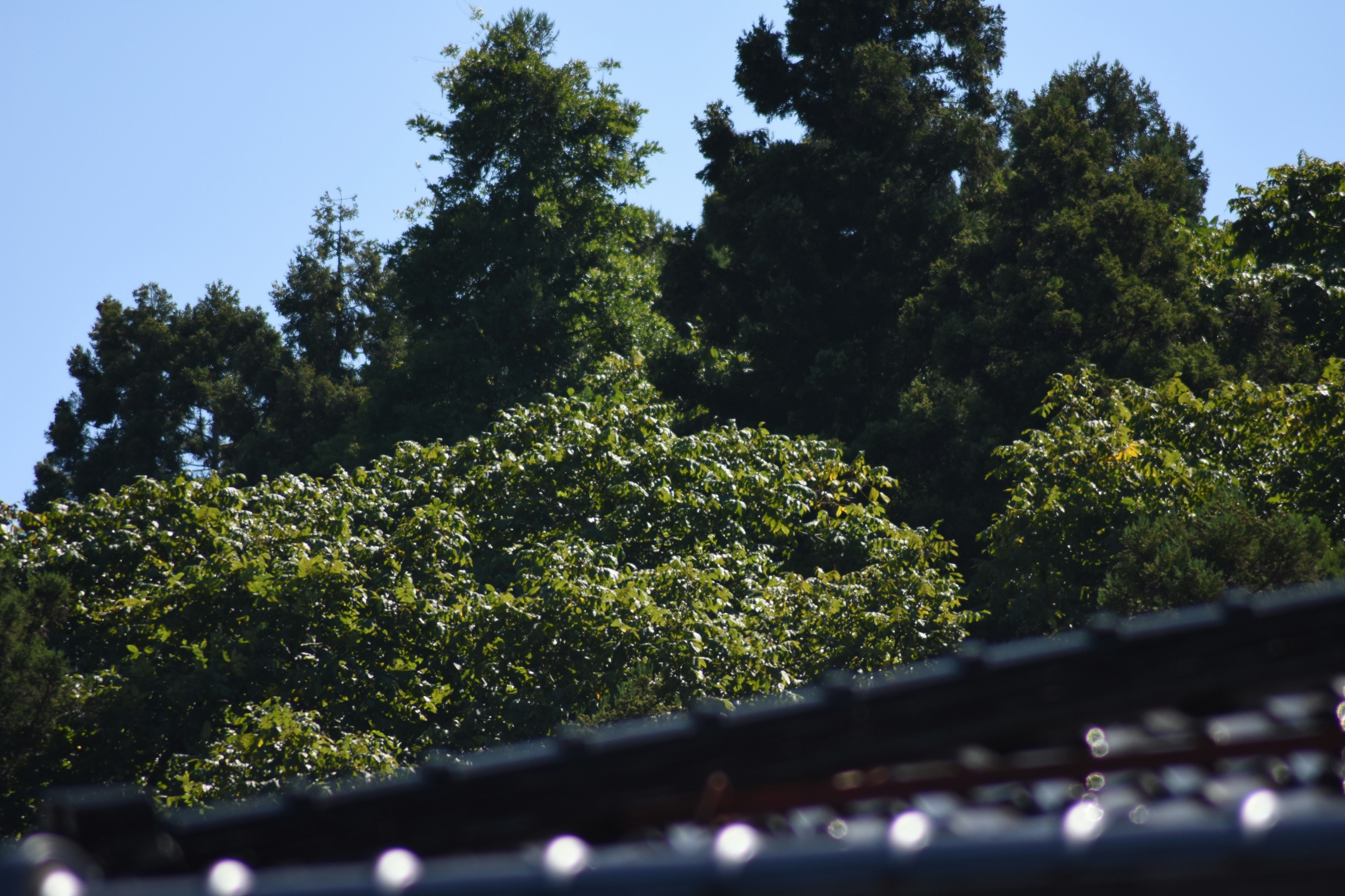 Lush green trees under a blue sky with a glimpse of a roof