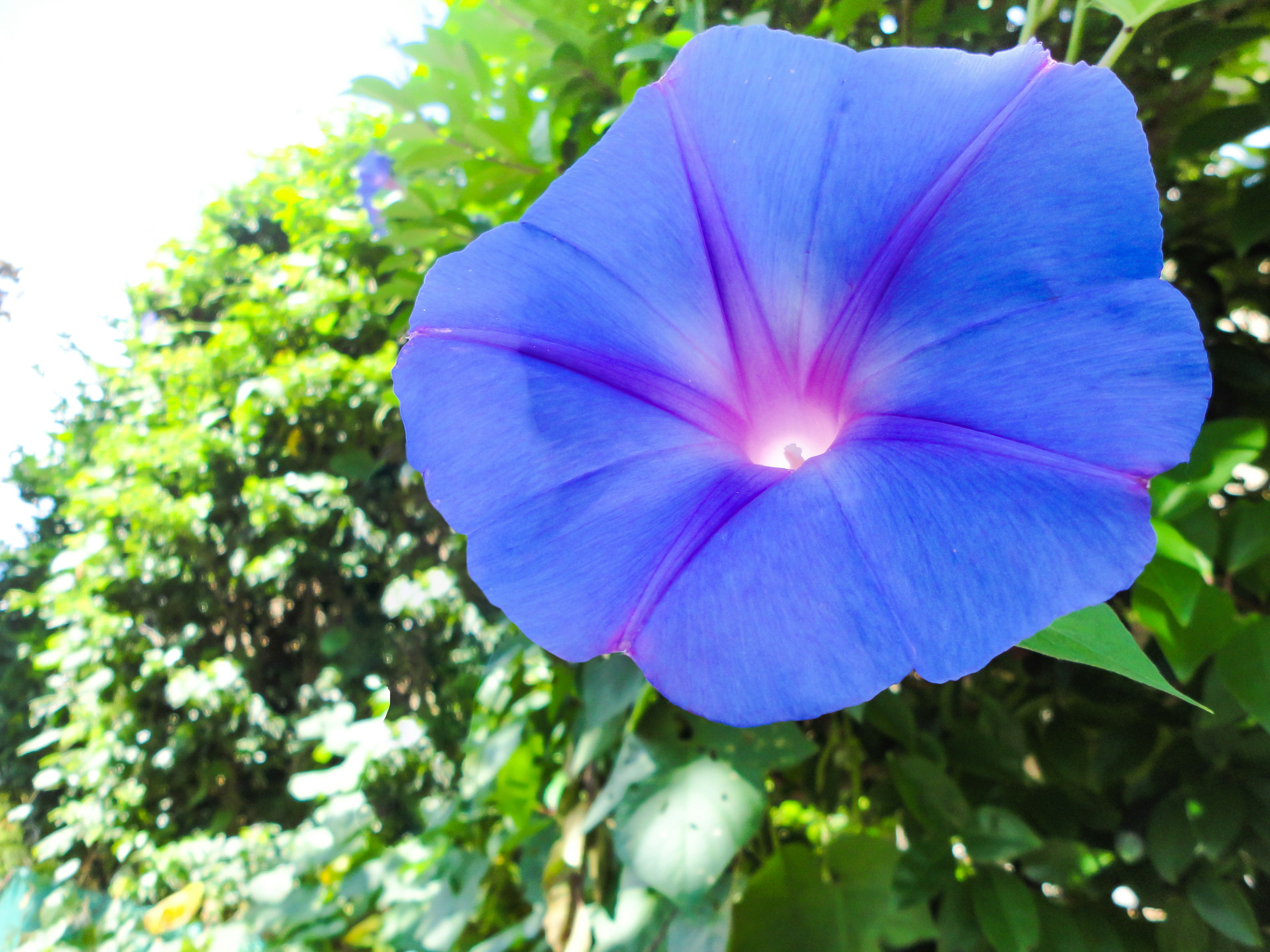 Lebendige blaue Blüte mit grünem Laub