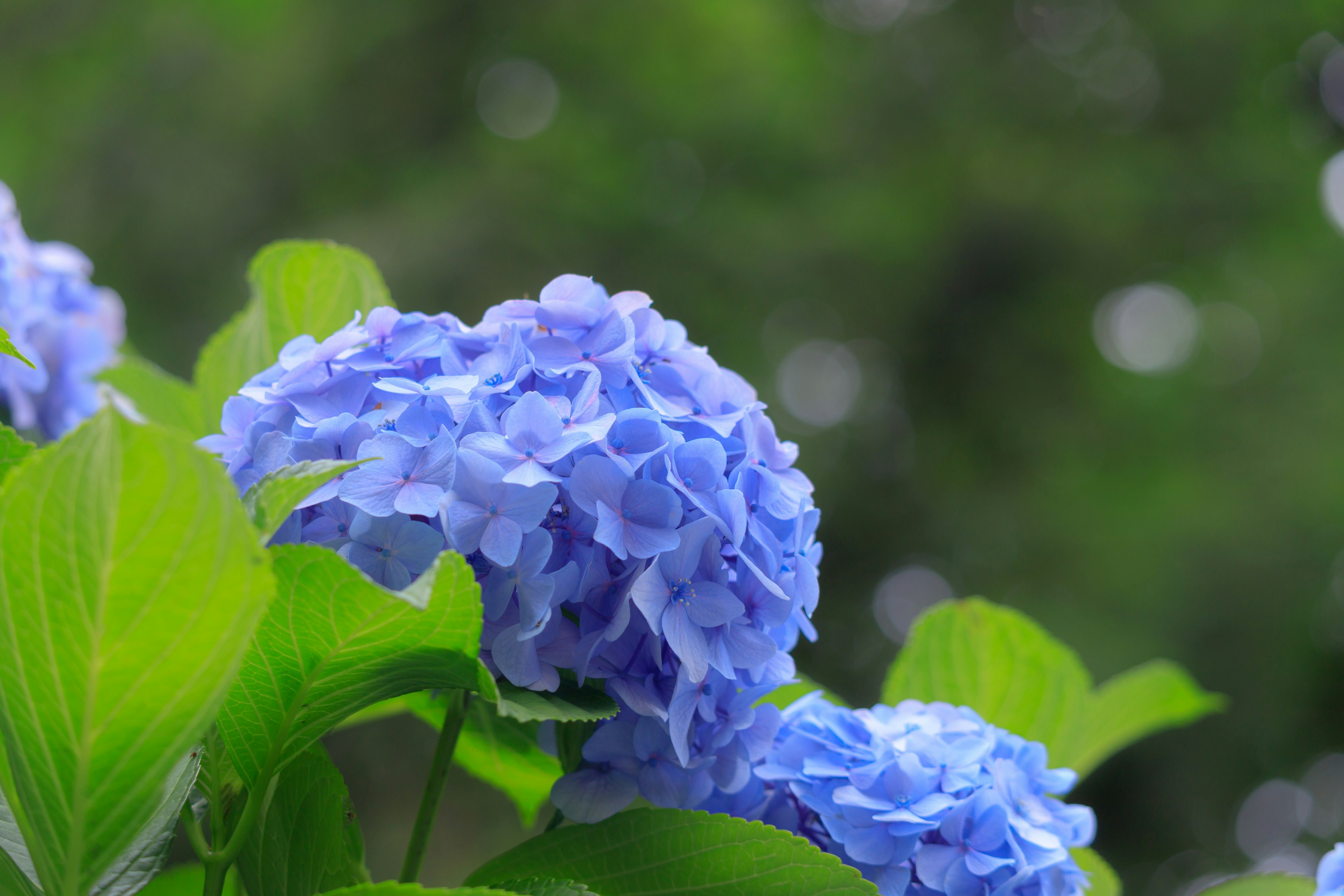 Nahaufnahme von blauen Hortensienblüten und Blättern