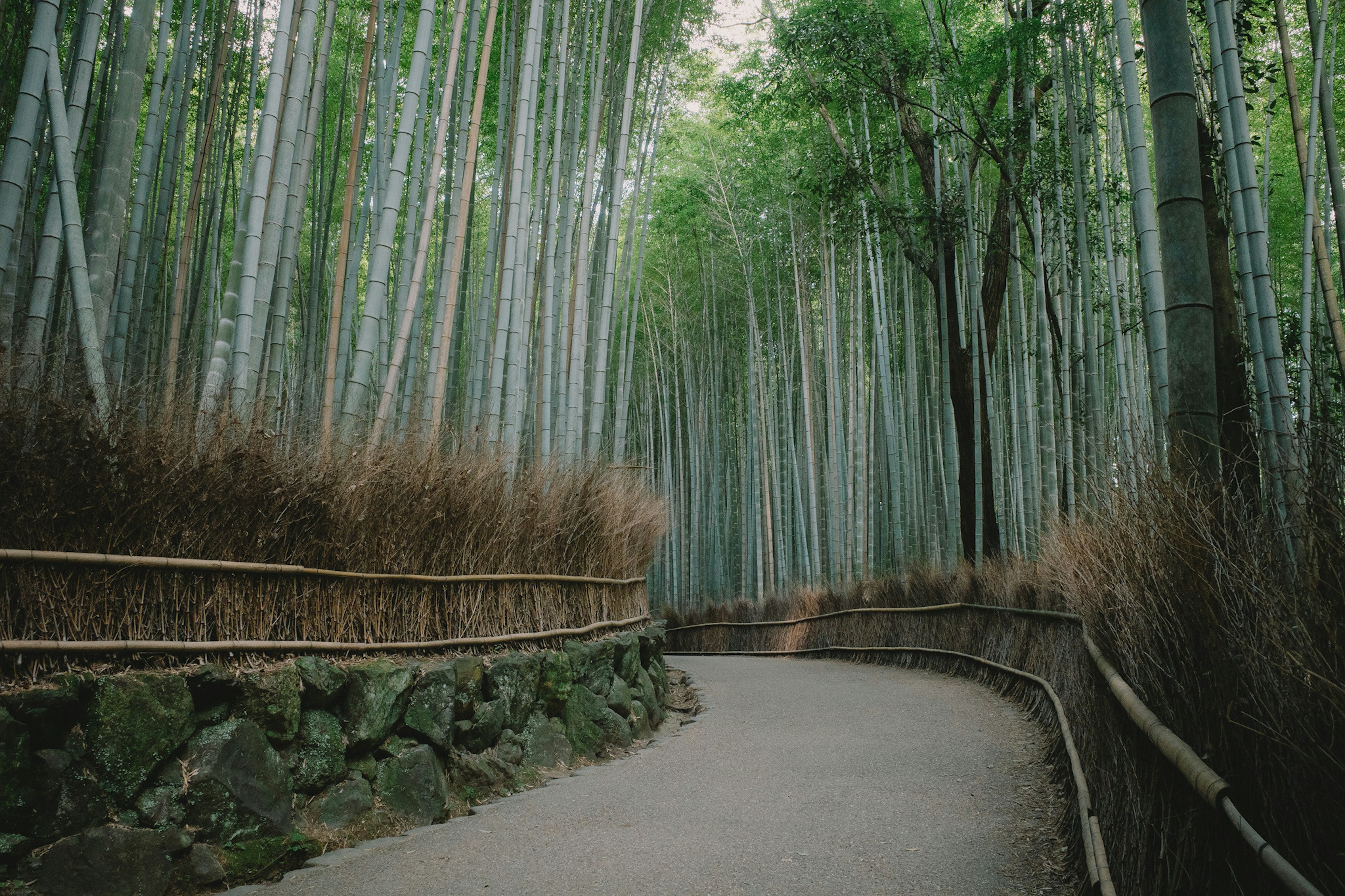 Curved pathway through a bamboo forest with tall green bamboo stalks