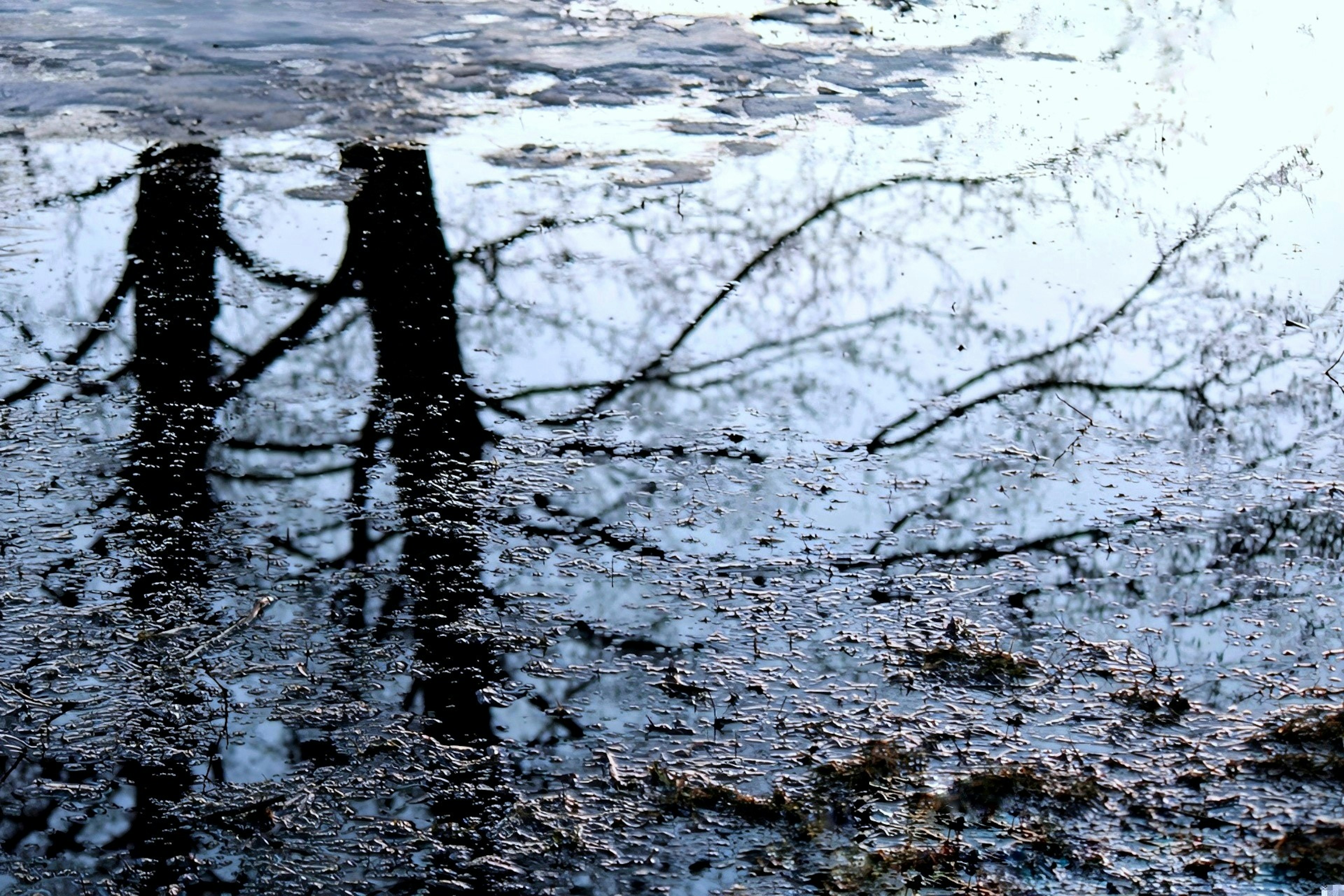 Reflet des arbres dans l'eau avec un paysage serein