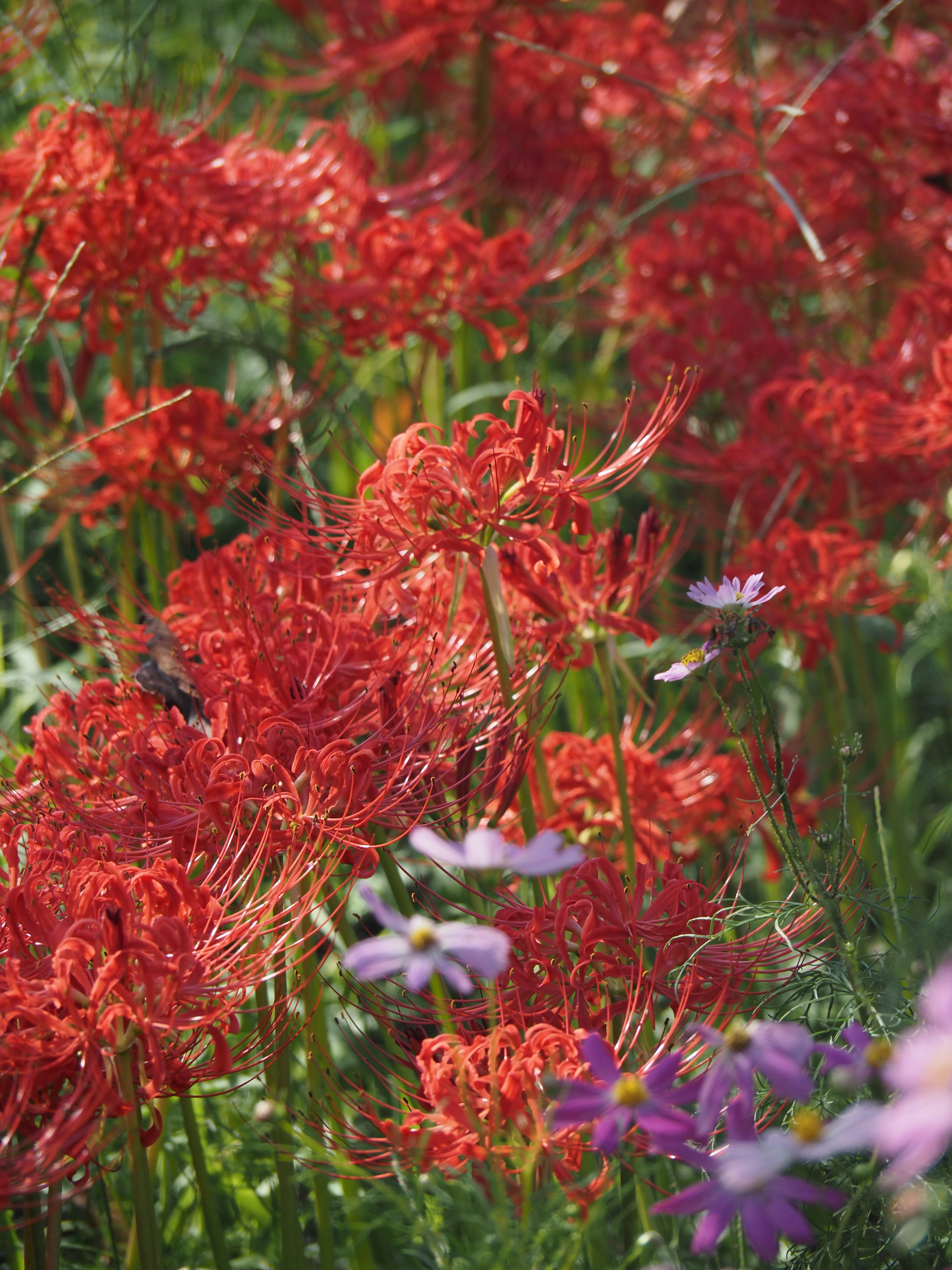 Vibrant red spider lilies and purple flowers in a meadow