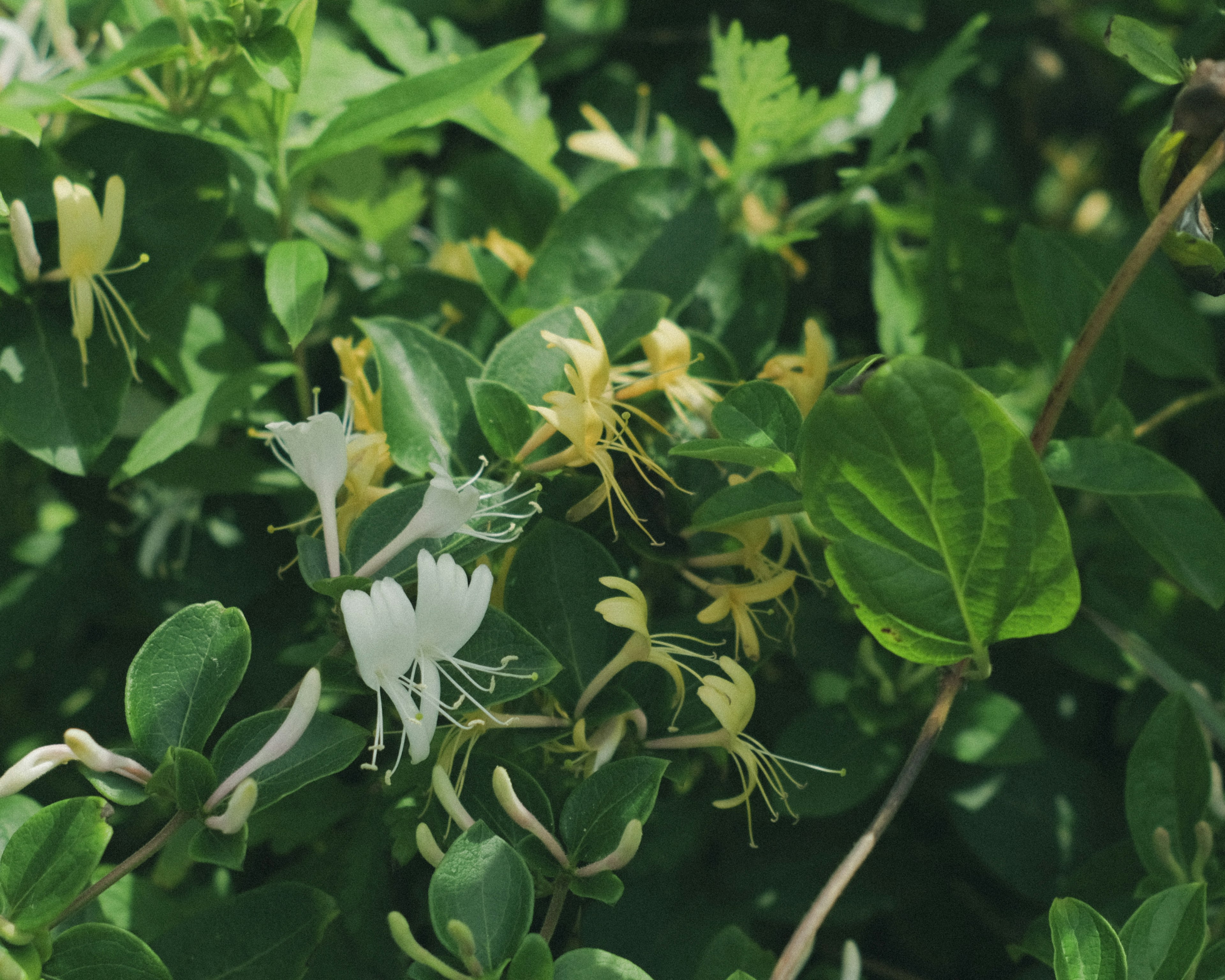 Pianta con fiori bianchi e gialli tra le foglie verdi