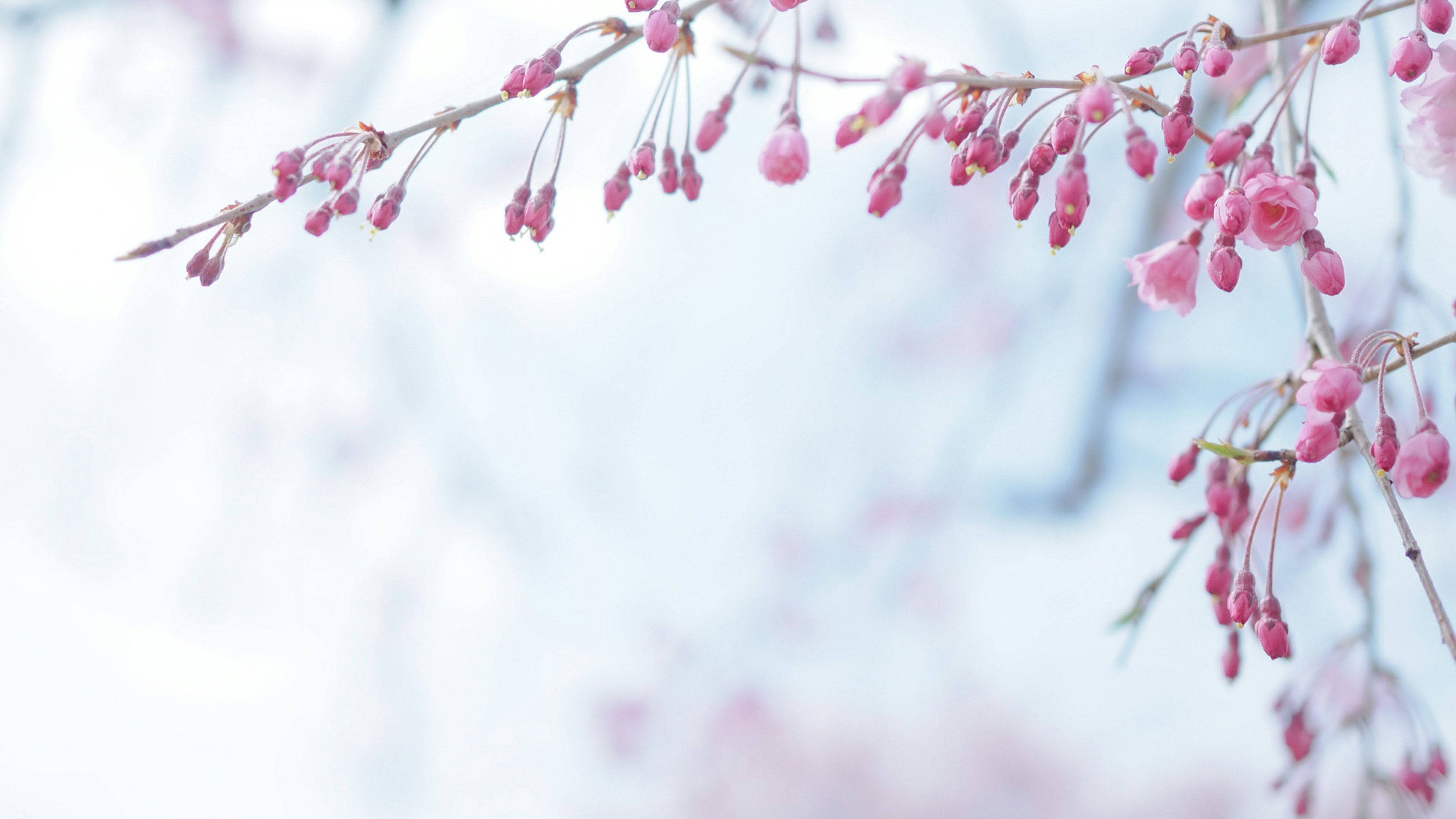 淡い青空を背景にしたピンクの花の枝