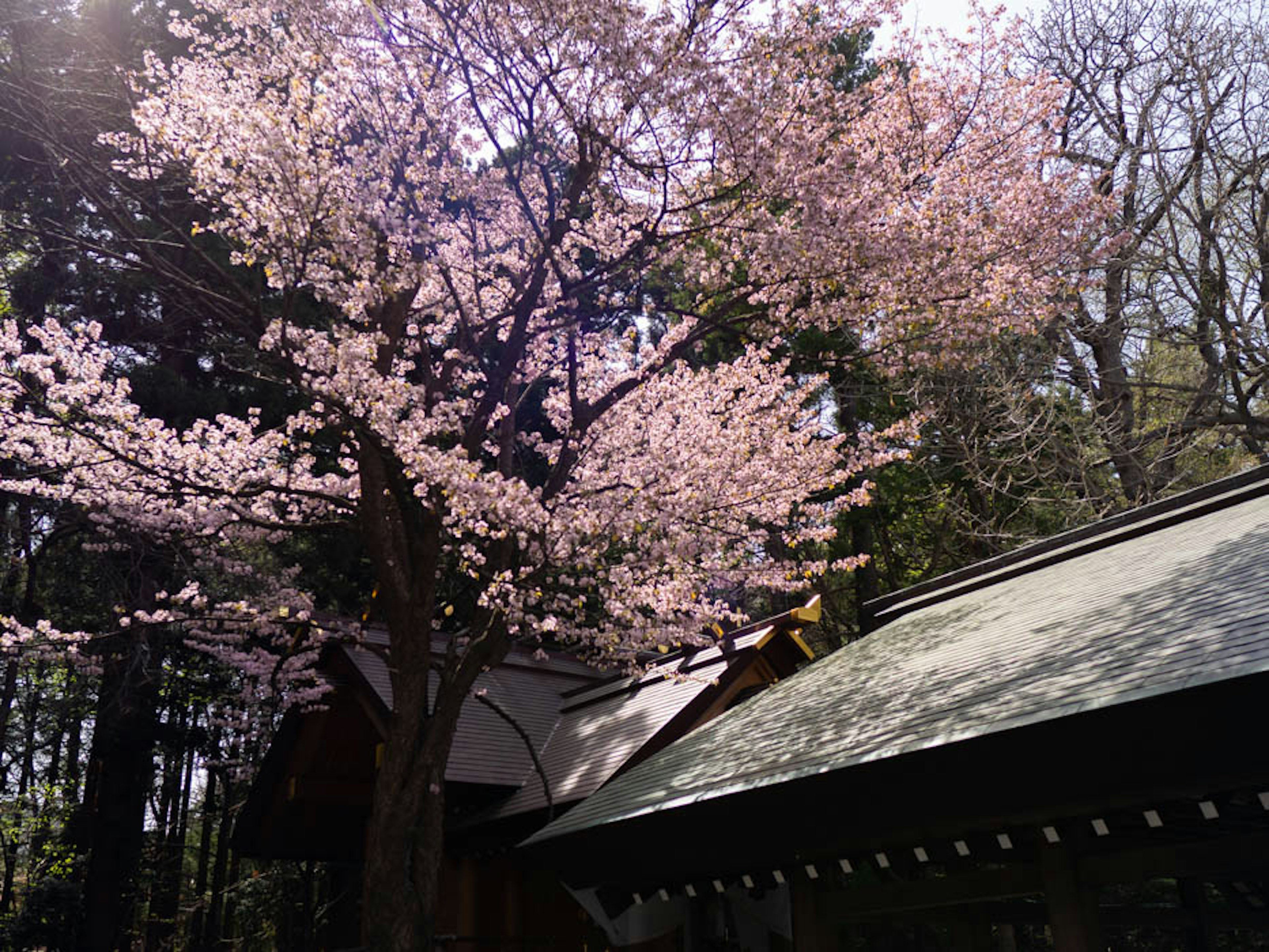 Un cerisier en fleurs à côté d'un bâtiment traditionnel dans un cadre serein