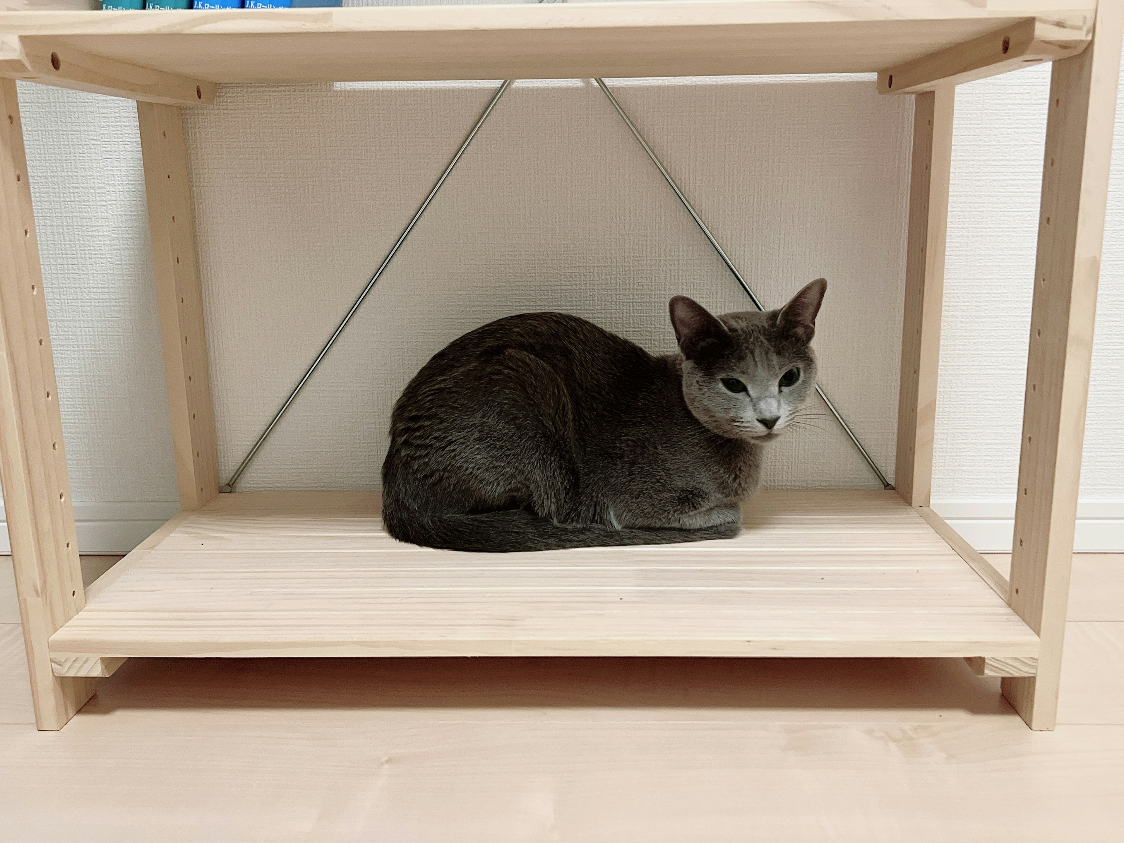 Gray cat resting under a wooden shelf